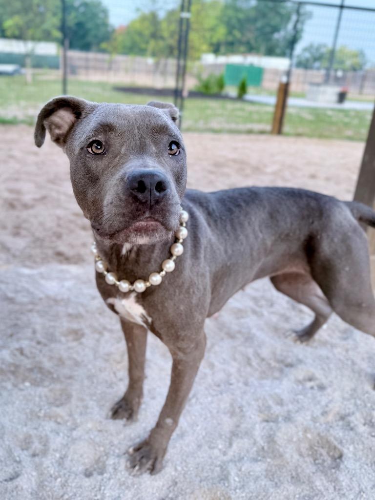 Enlarge Isis, a Adoptable Mixed Breed in Muskegon, MI image 3/3