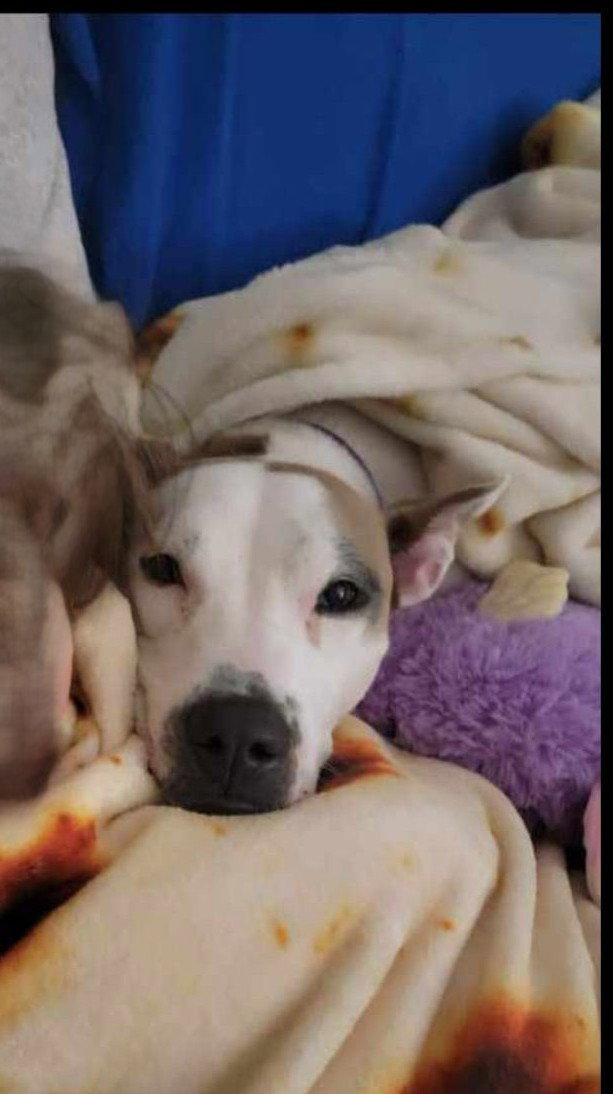 DAISY GOOD DOG -She'll Bloom in Your Heart Forever, Adoptable, Young Female American Bulldog & Hound.