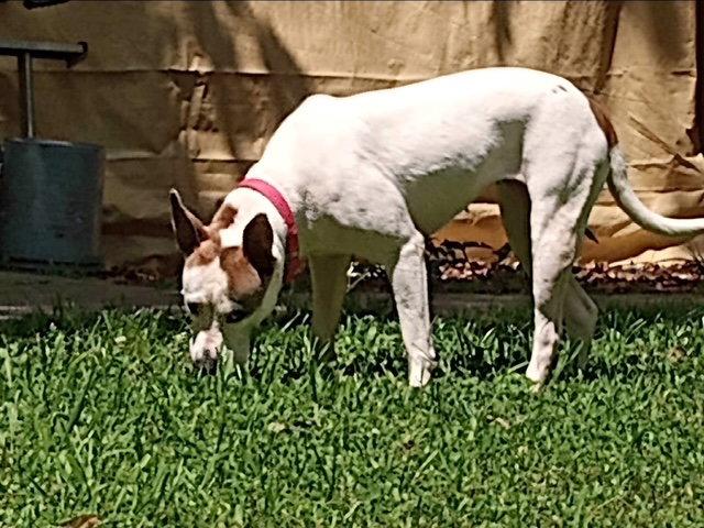 Enlarge DAISY GOOD DOG -She'll Bloom in Your Heart Forever, a Adoptable mixed breed in Atlanta, GA image 2/3