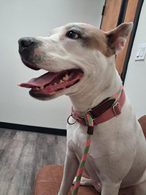 Enlarge DAISY GOOD DOG -She'll Bloom in Your Heart Forever, a Adoptable mixed breed in Atlanta, GA image 3/3