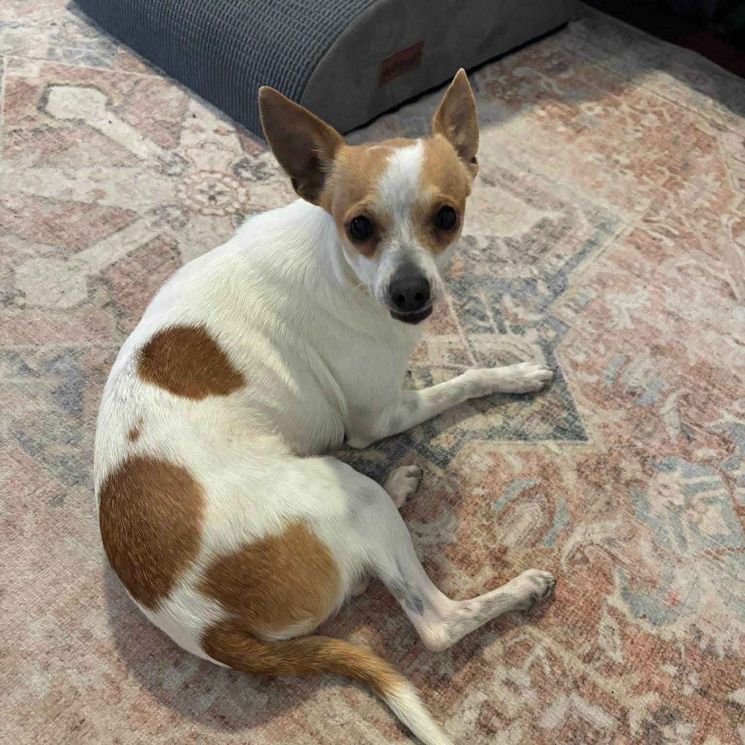 Delilah, an adopted mixed breed in Wimberley, TX image 4/6
