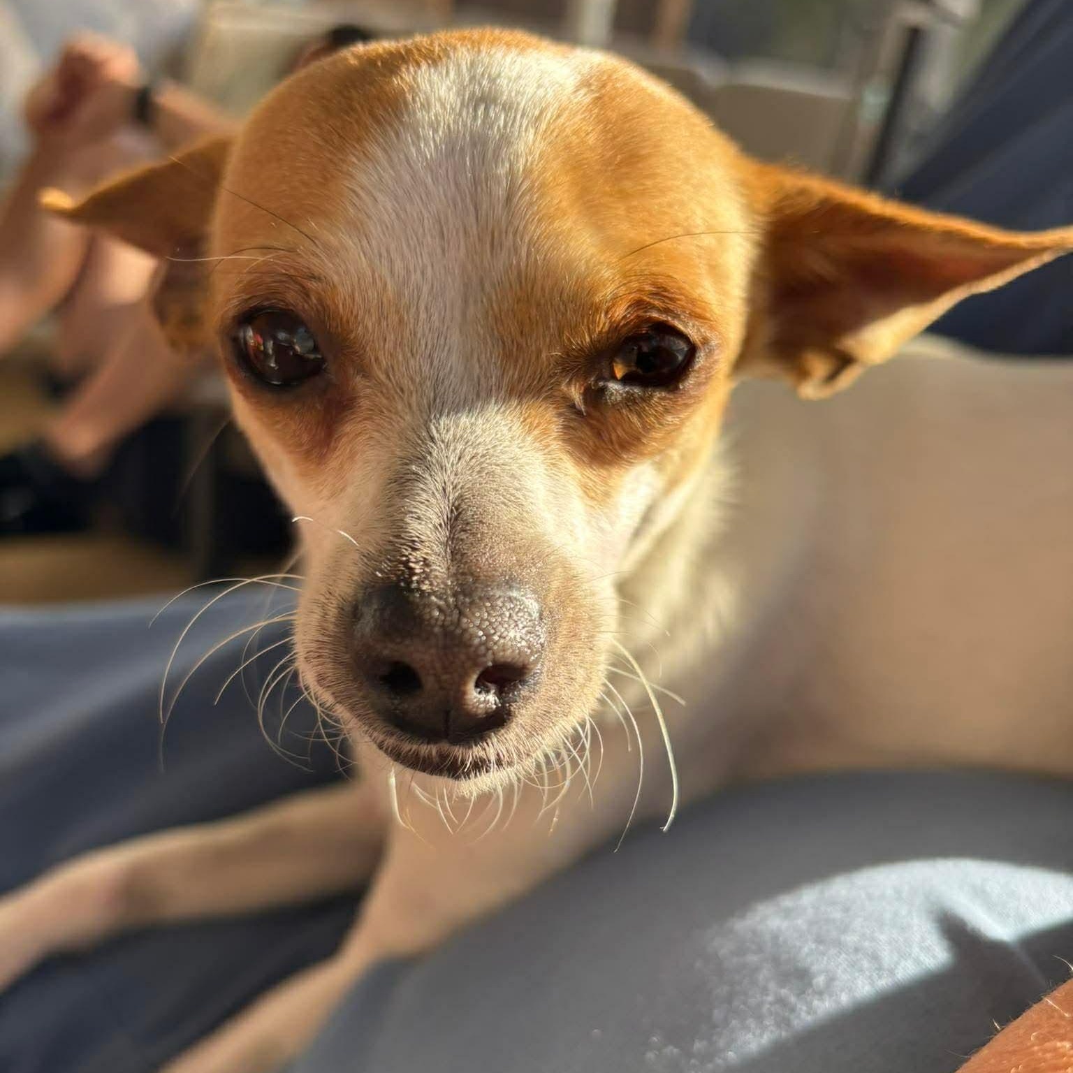 Delilah, an adopted mixed breed in Wimberley, TX image 1/6