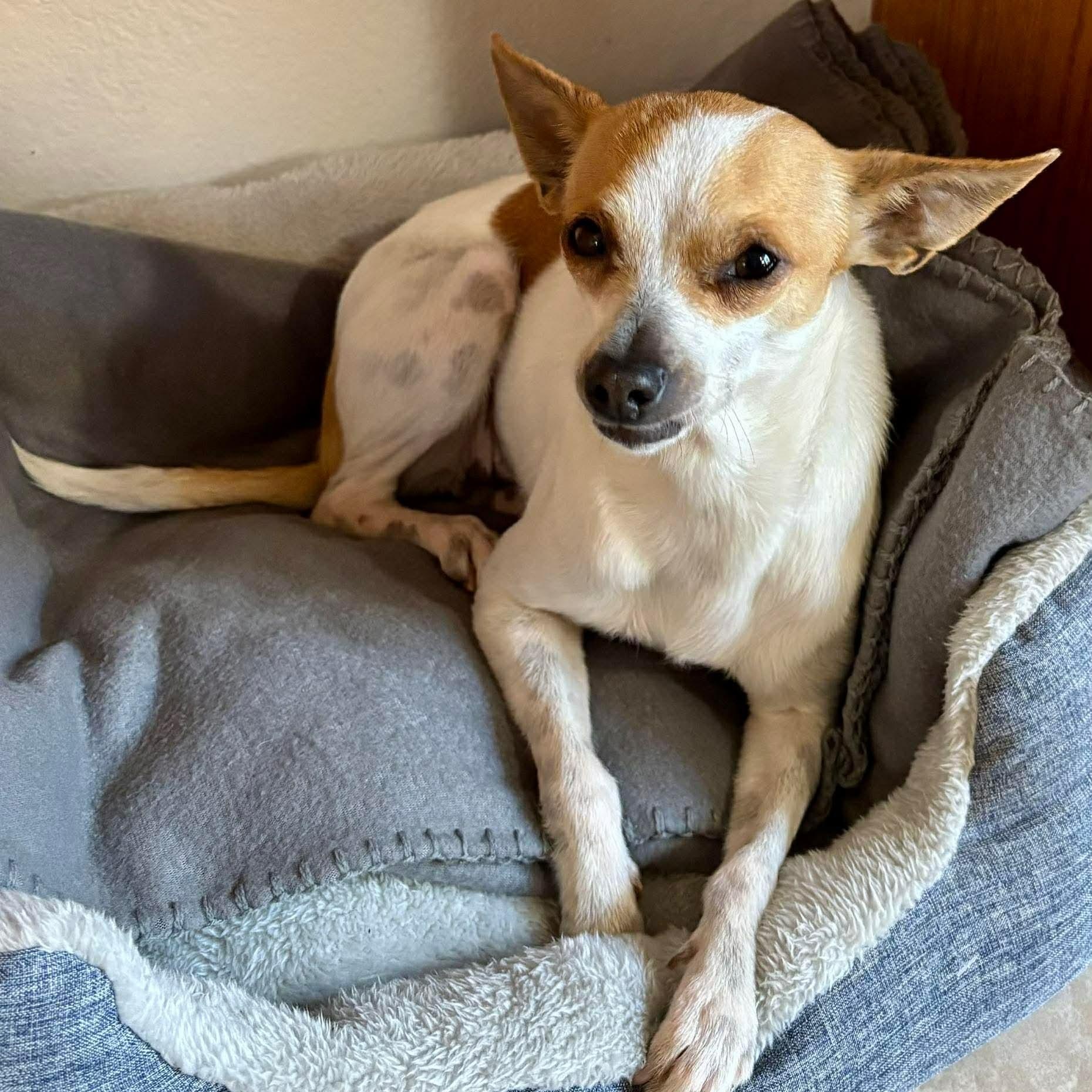 Delilah, an adopted mixed breed in Wimberley, TX image 2/6