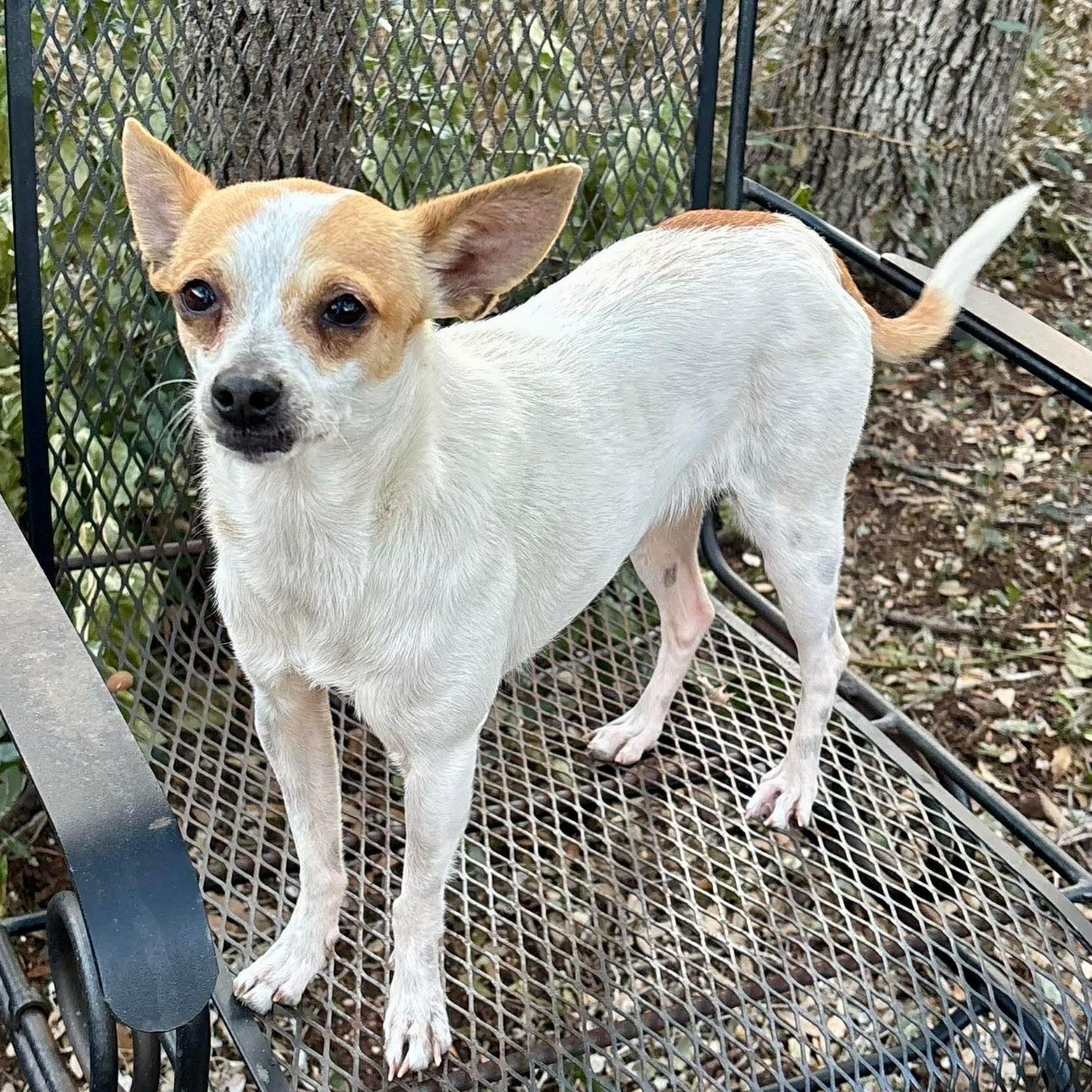 Delilah, an adopted mixed breed in Wimberley, TX image 3/6