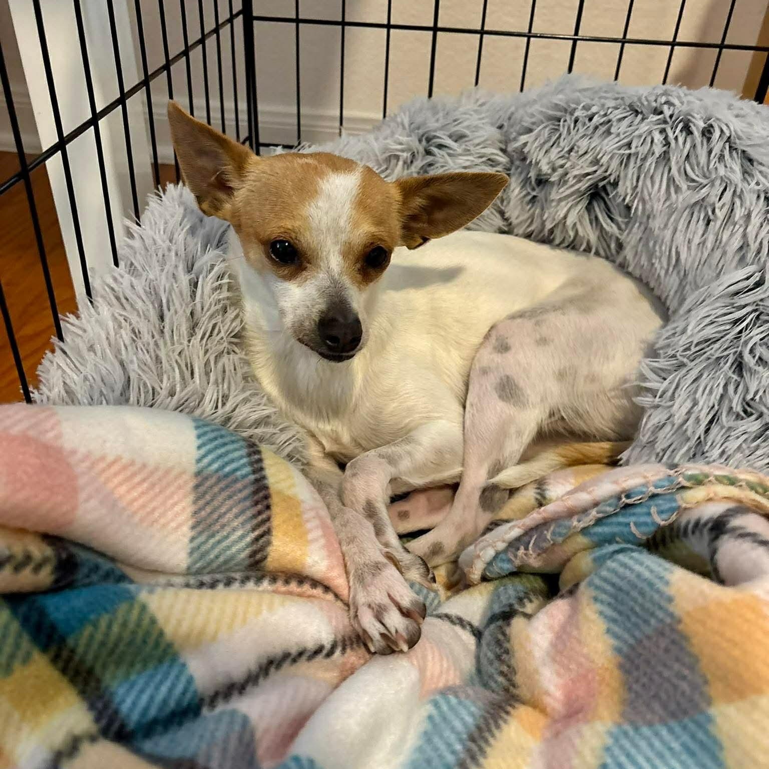 Delilah, an adopted mixed breed in Wimberley, TX image 5/6