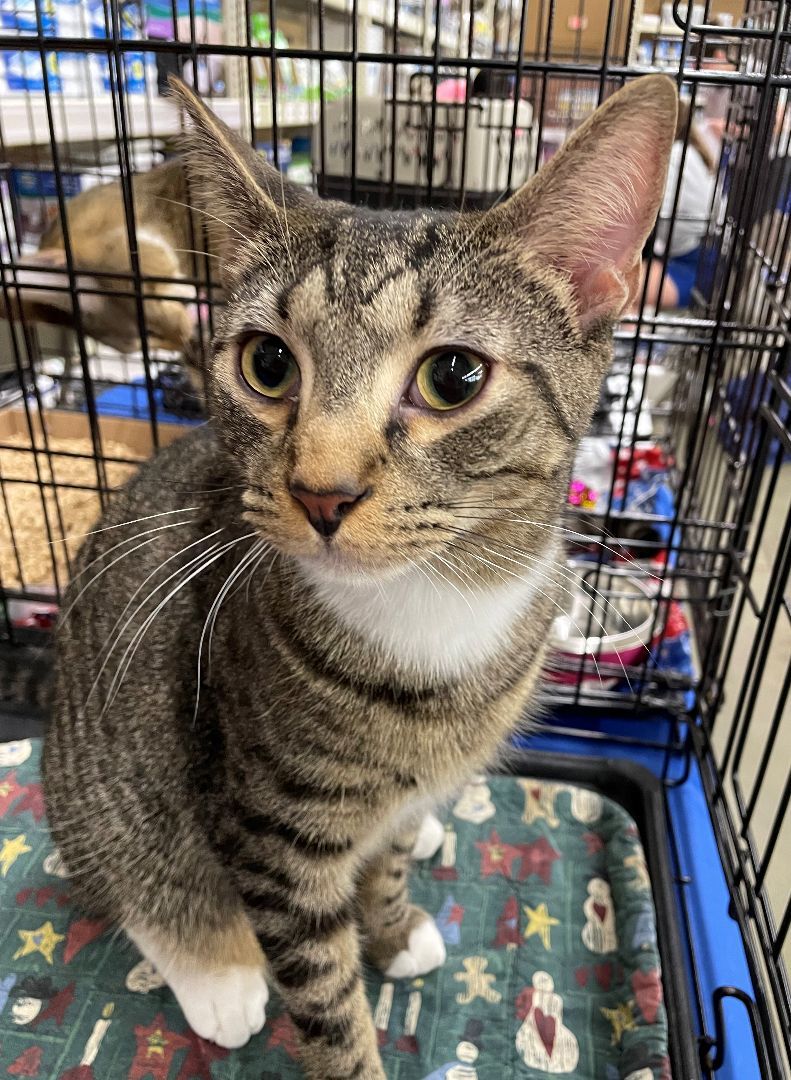 Enlarge Ian, an adoptable Domestic Short Hair in Columbia, SC image 2/3