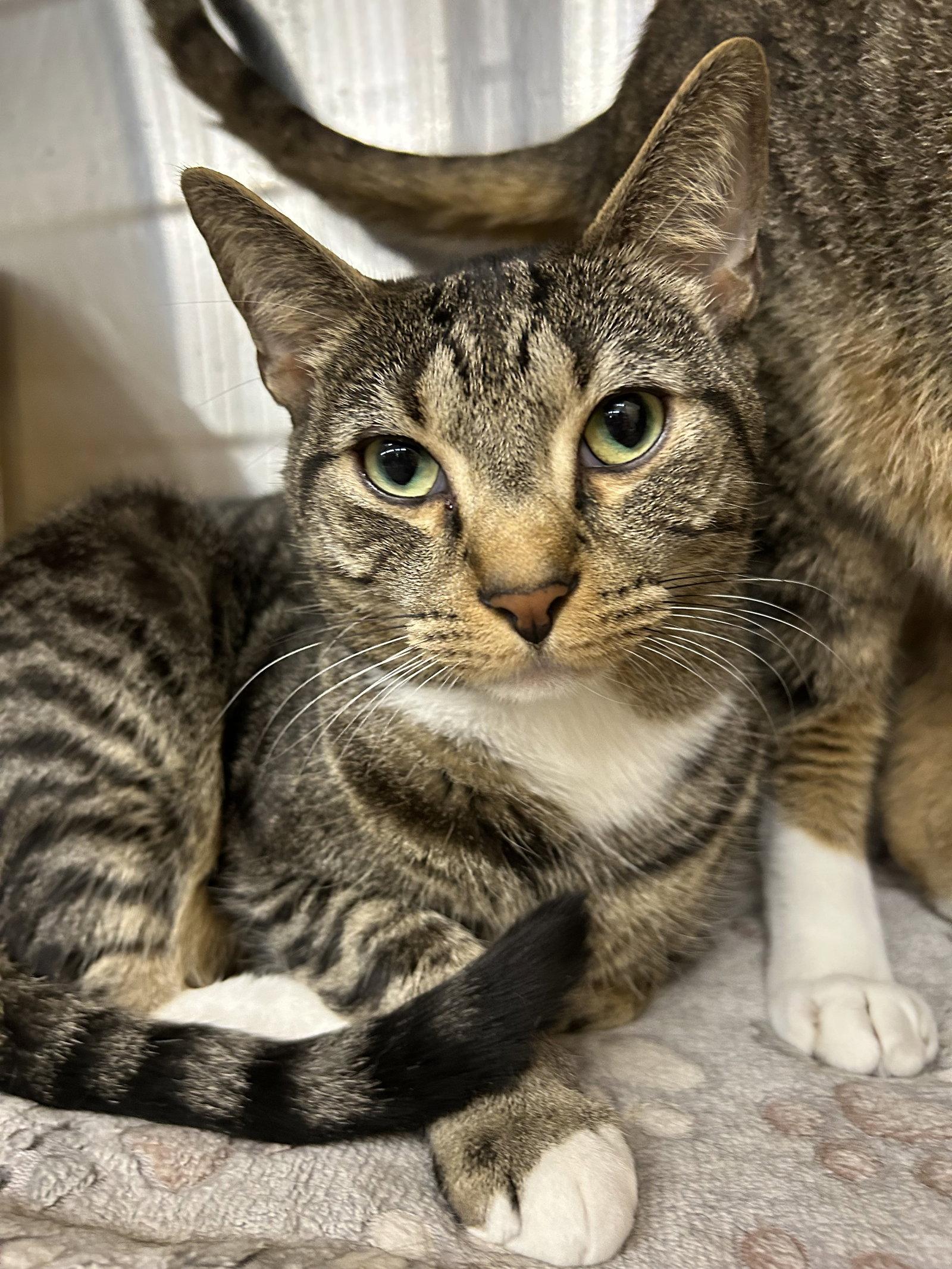 Ian, adoptable, Adult Male Domestic Short Hair.