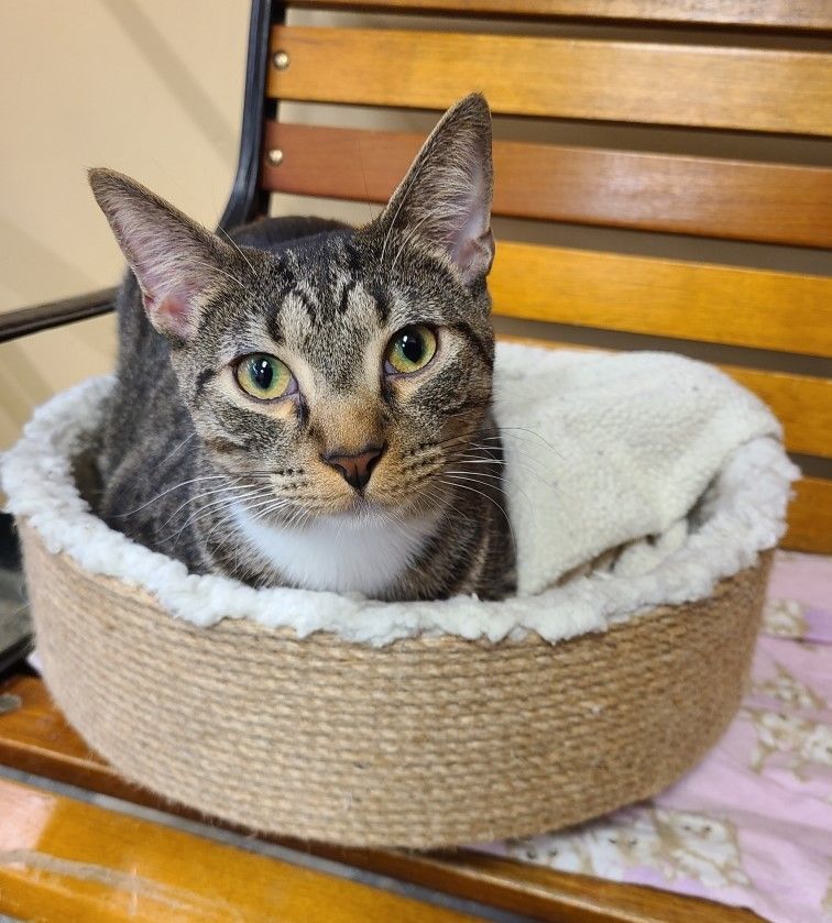 Enlarge Ian, an adoptable Domestic Short Hair in Columbia, SC image 1/3