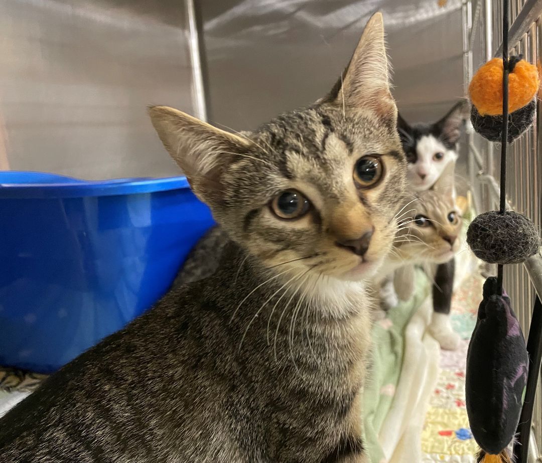 Enlarge Ian, an adoptable Domestic Short Hair in Columbia, SC image 3/3