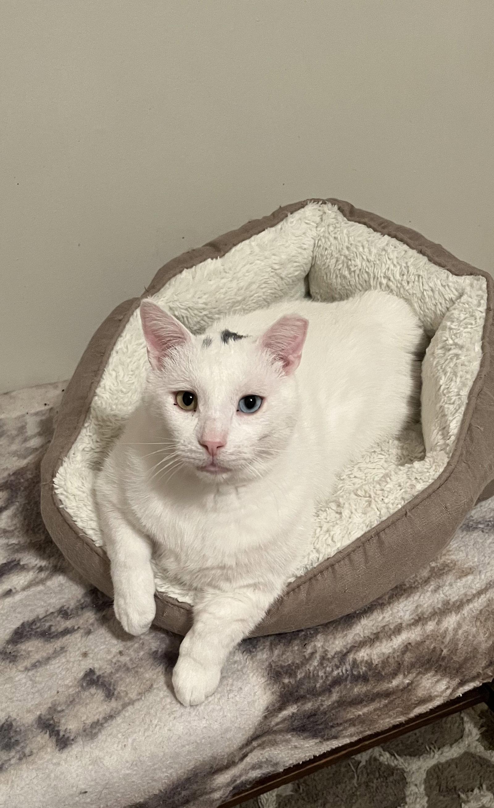 Enlarge Nemesia, a Adoptable Domestic Short Hair in Aurora, CO image 1/3