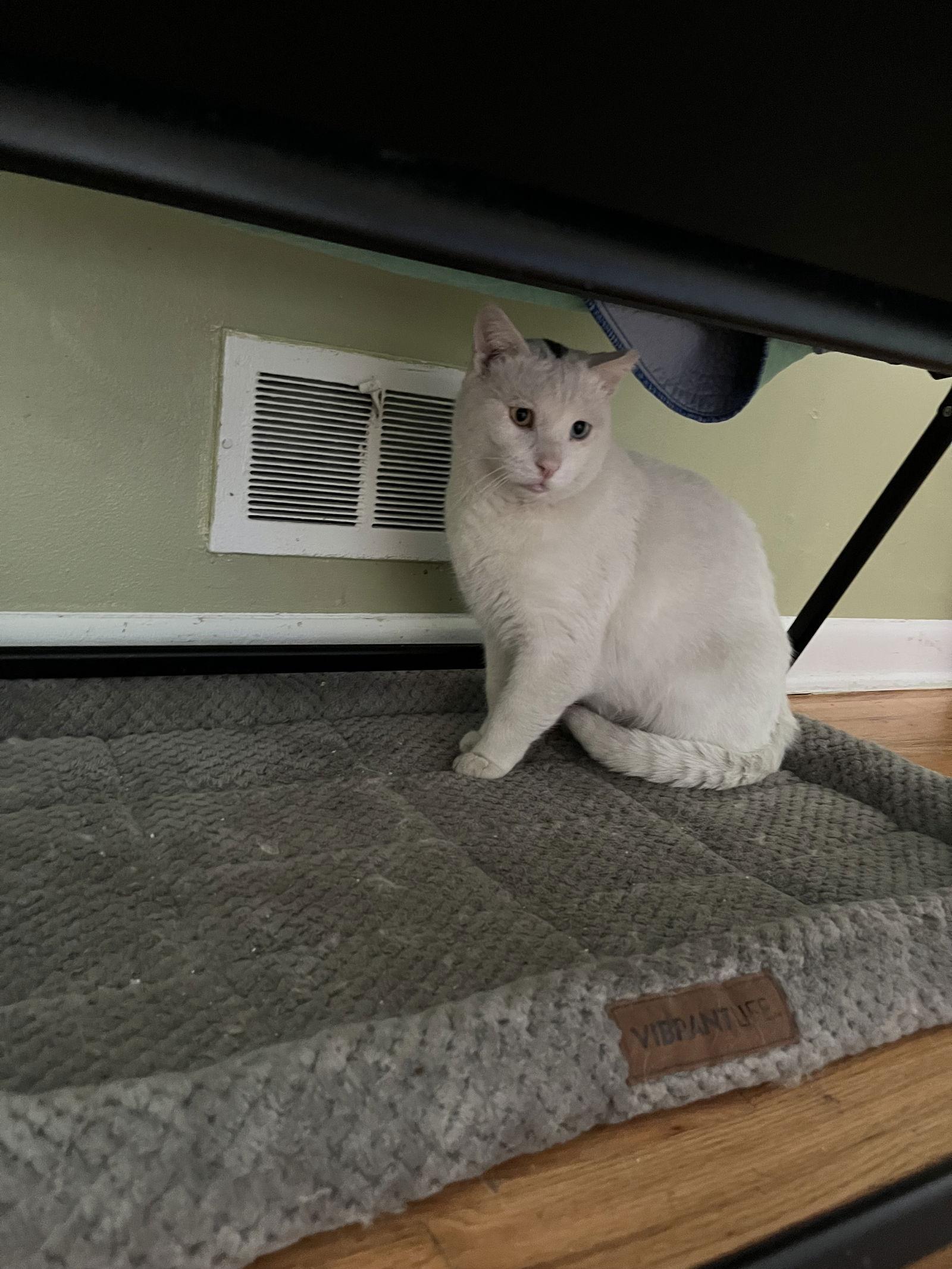 Enlarge Nemesia, a Adoptable Domestic Short Hair in Aurora, CO image 1/3