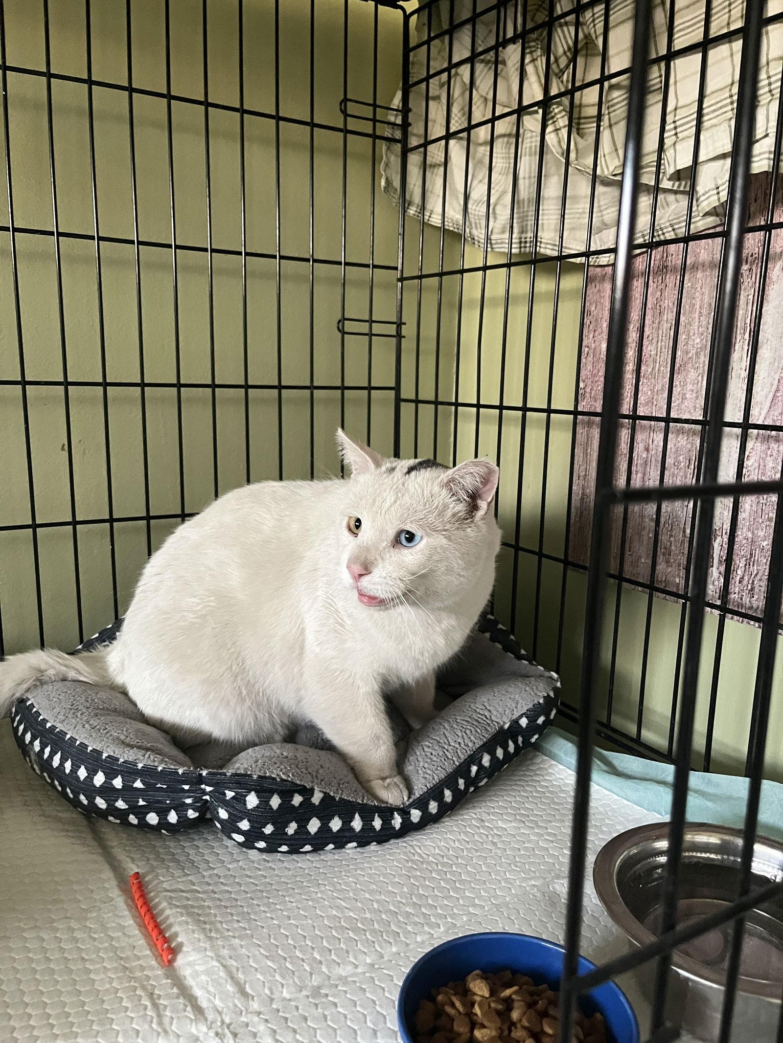 Enlarge Nemesia, a Adoptable Domestic Short Hair in Aurora, CO image 2/3