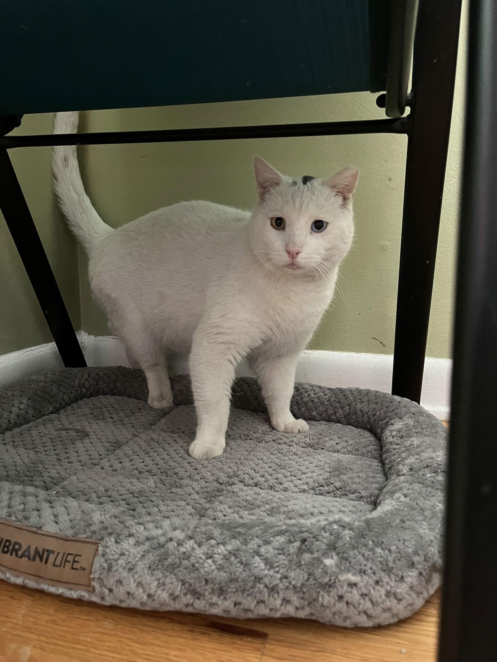 Enlarge Nemesia, a Adoptable Domestic Short Hair in Aurora, CO image 3/3