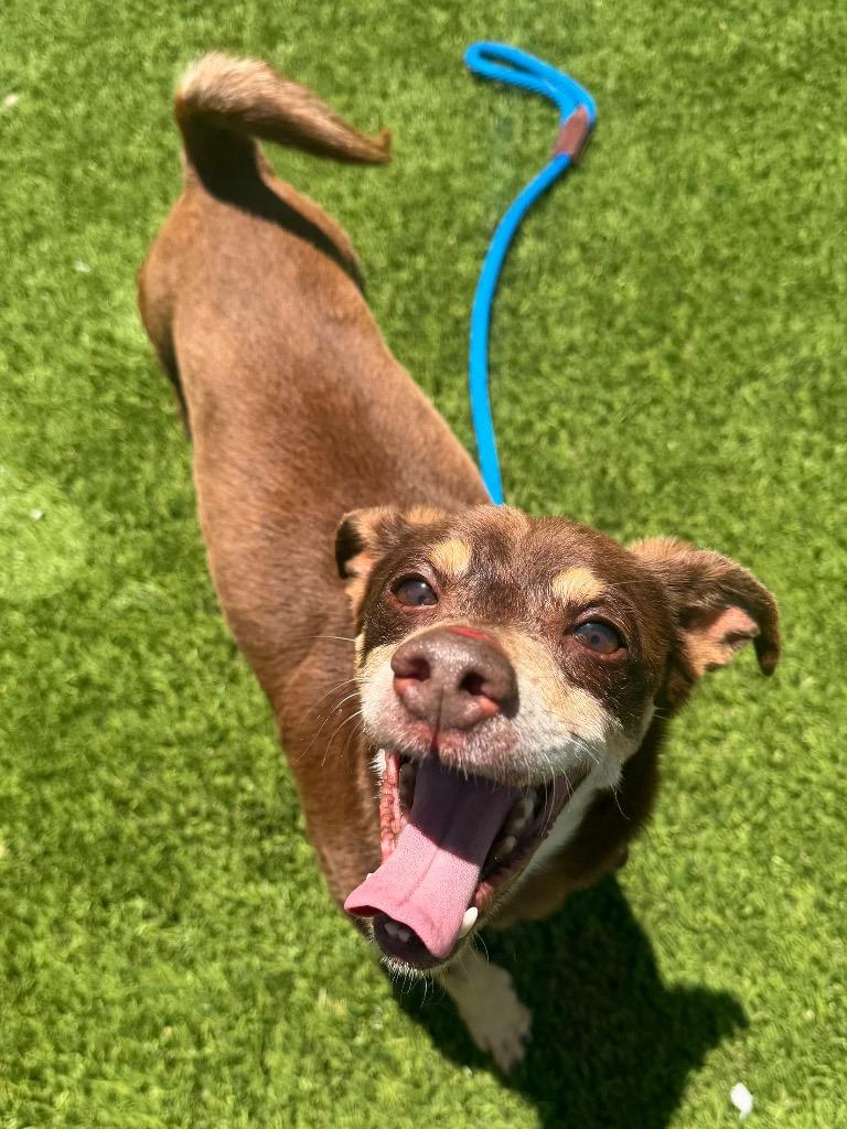 Tucker, adopted, Adult Female Chihuahua & Miniature Pinscher.