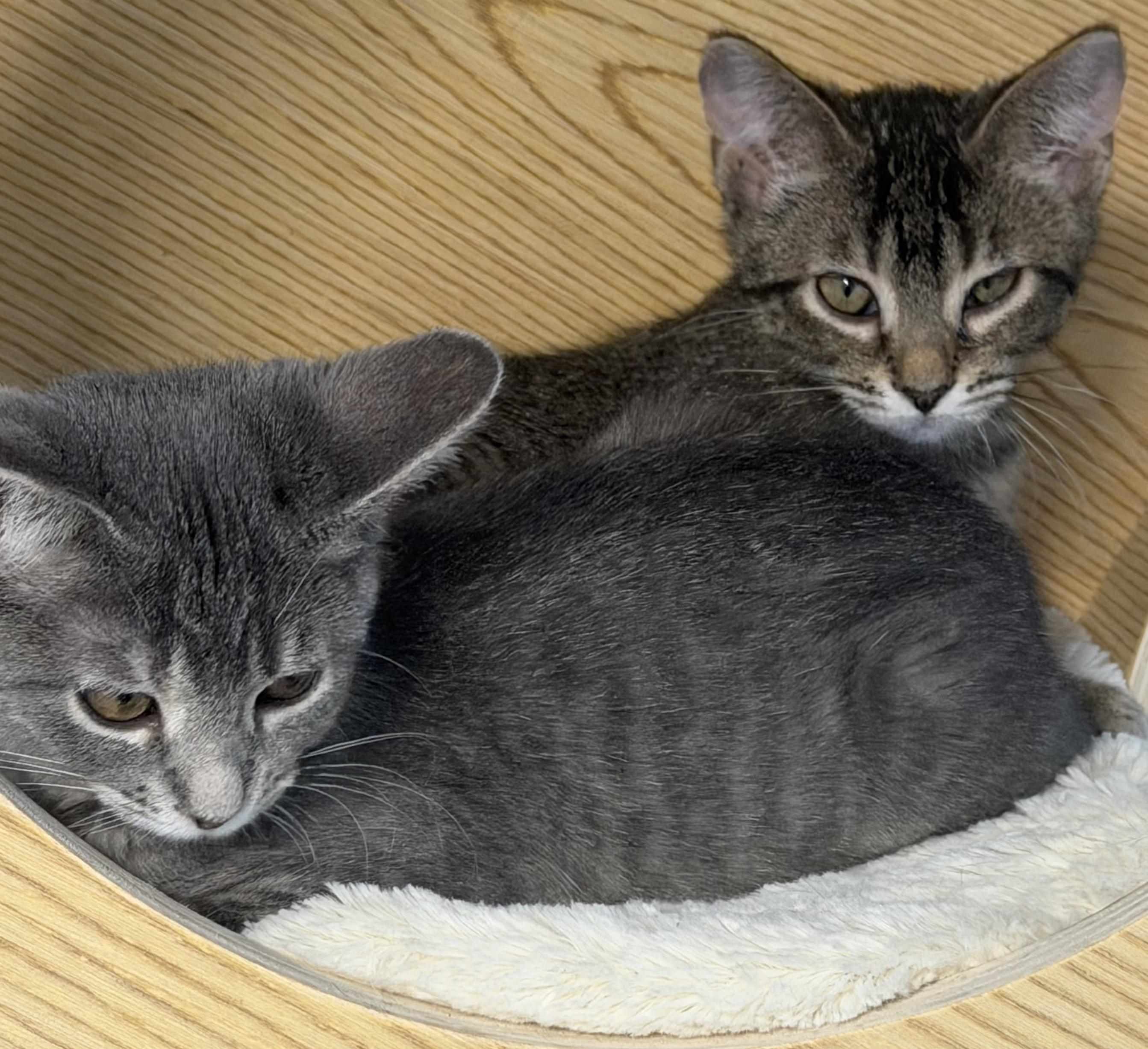 Enlarge Idril, a Adopted Tabby in Mears, MI image 2/5