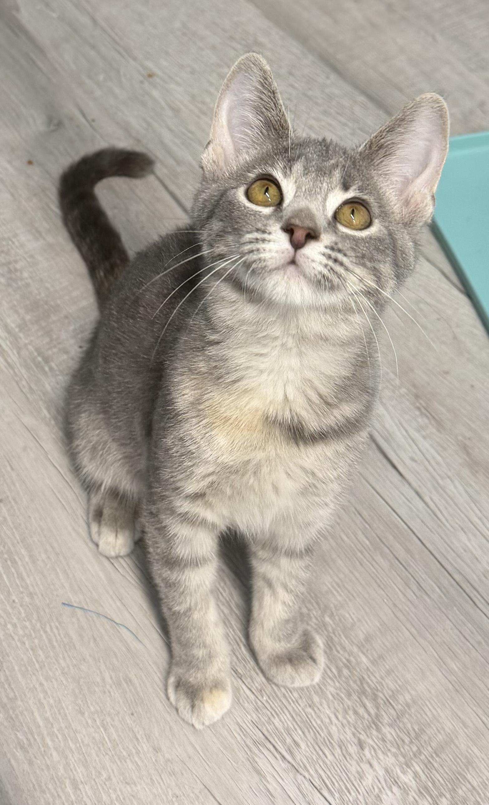 Enlarge Idril, a Adopted Tabby in Mears, MI image 1/5