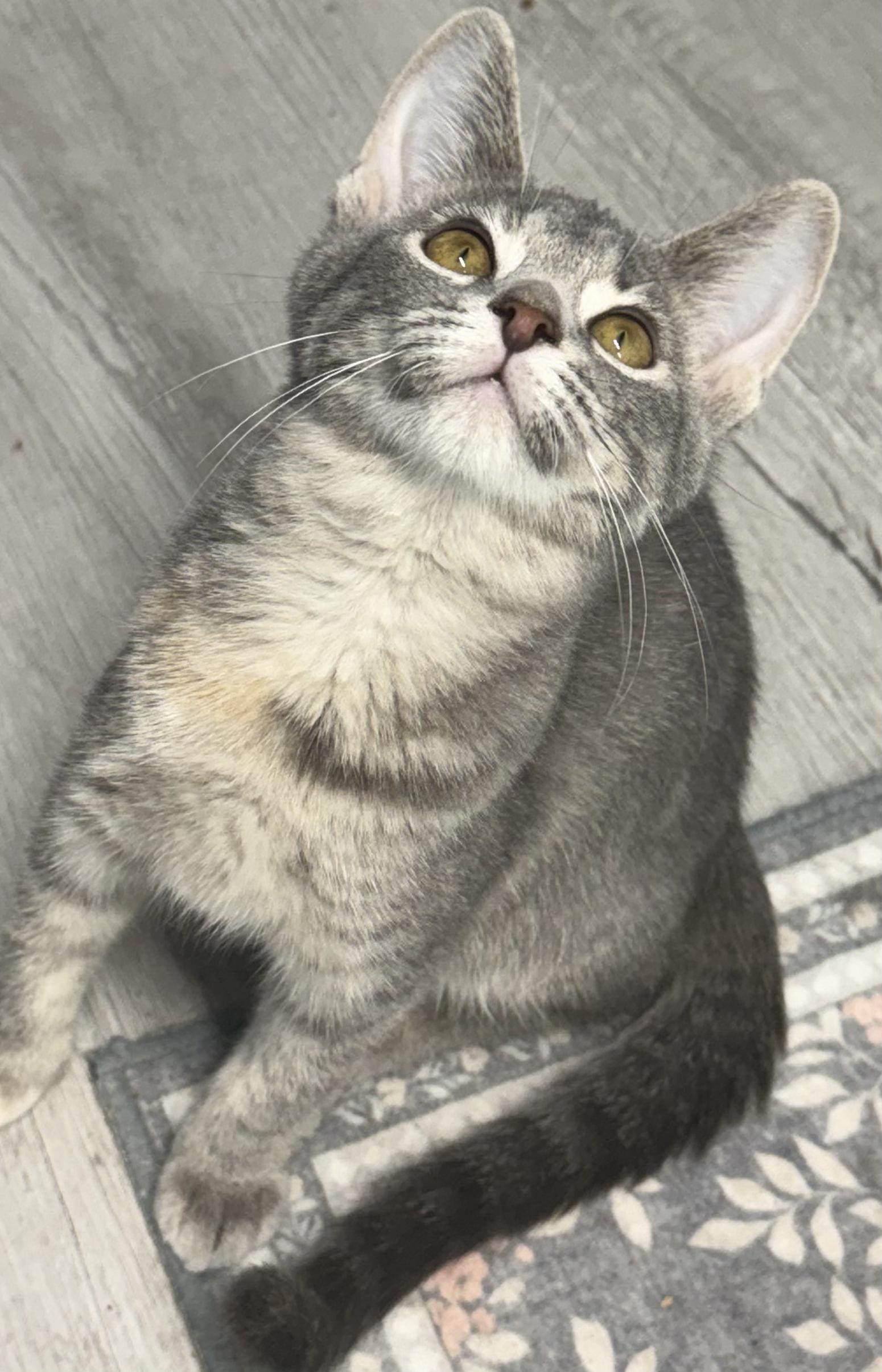 Enlarge Idril, a Adopted Tabby in Mears, MI image 4/5