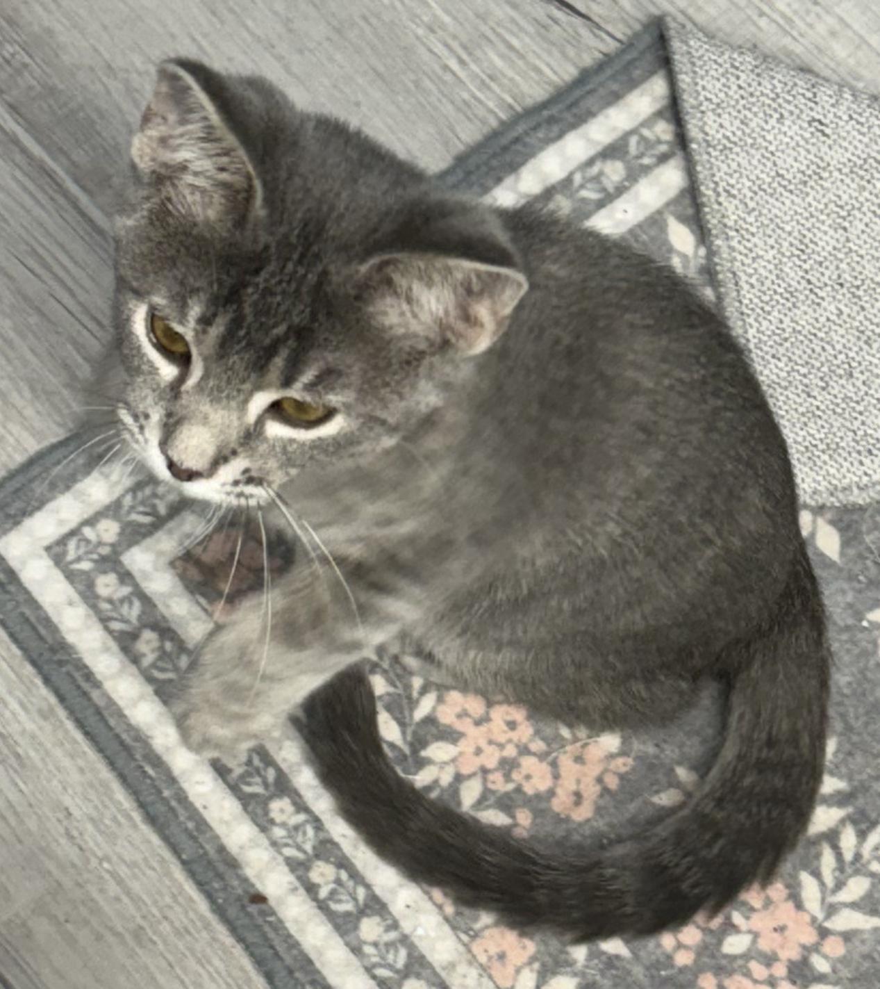 Enlarge Idril, a Adopted Tabby in Mears, MI image 5/5