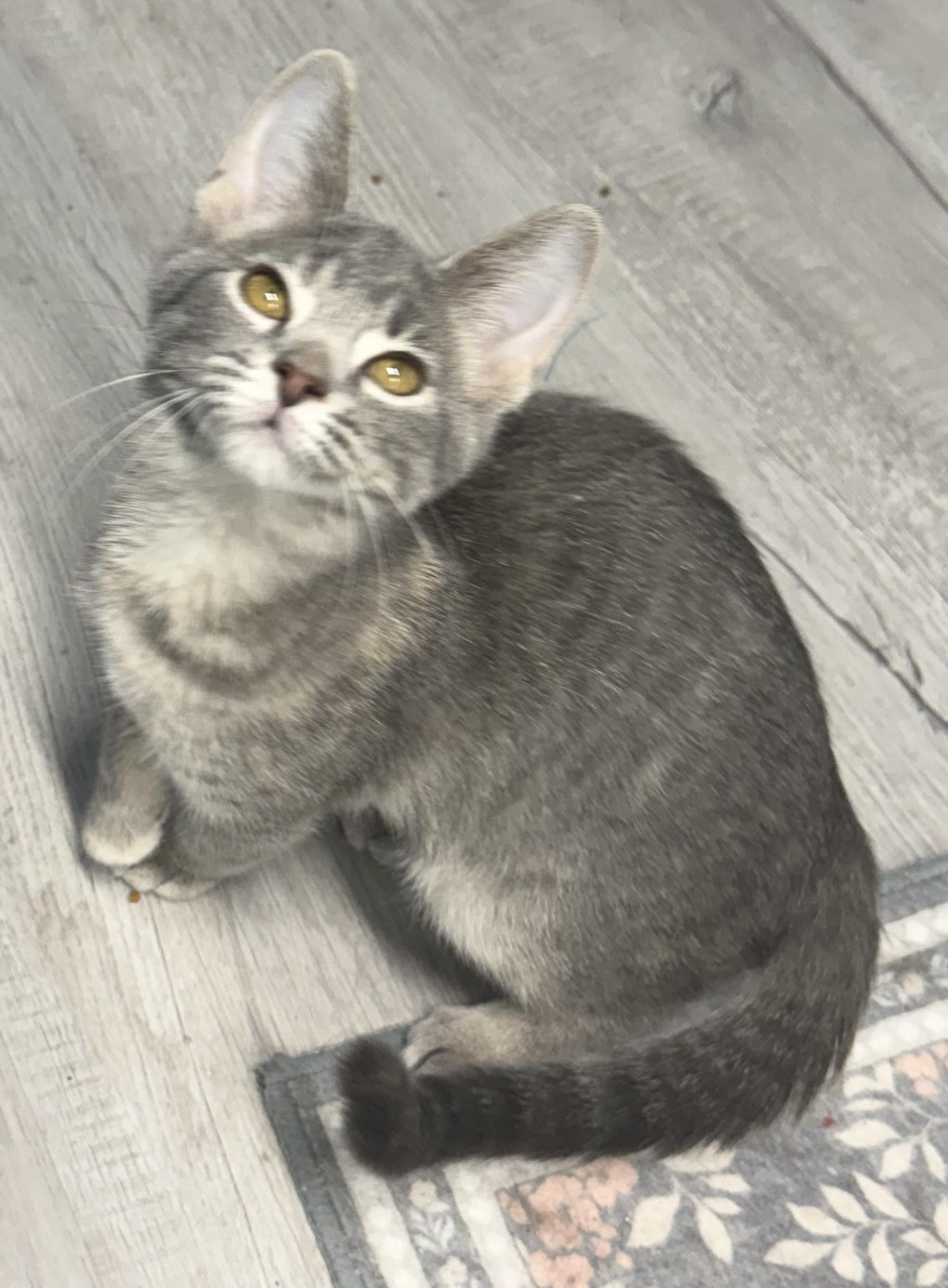Enlarge Idril, a Adopted Tabby in Mears, MI image 3/5