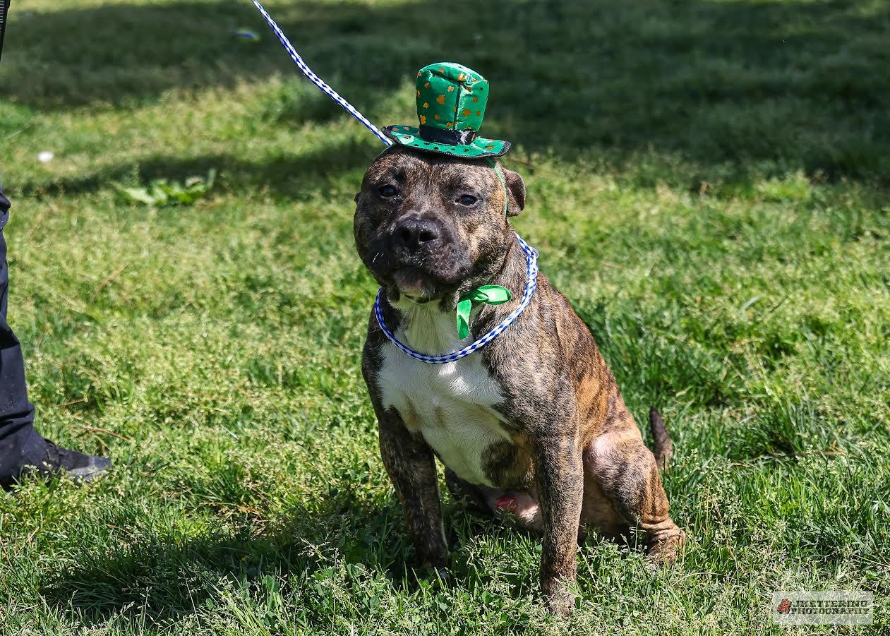 Enlarge Tex, a ADOPTABLE mixed breed in Oakdale, CA image 1/1