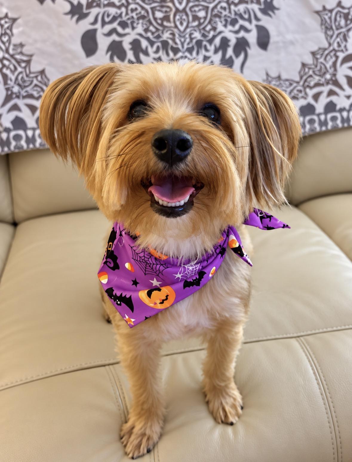 Coco, Adopted, Young Female Yorkshire Terrier.