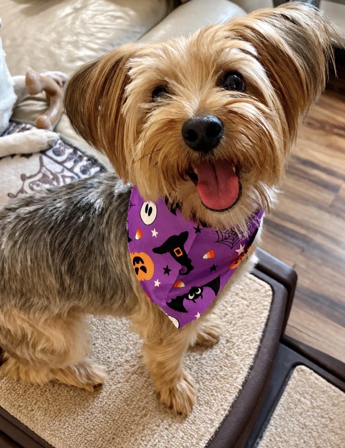 Enlarge Coco, a Adopted Yorkshire Terrier in Ooltewah, TN image 3/6