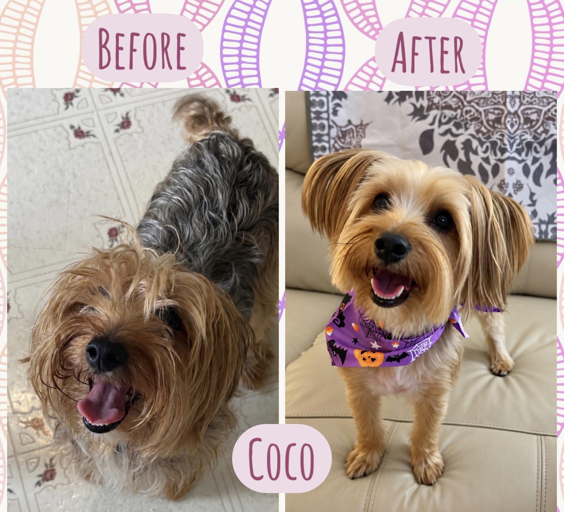 Enlarge Coco, a Adopted Yorkshire Terrier in Ooltewah, TN image 2/6