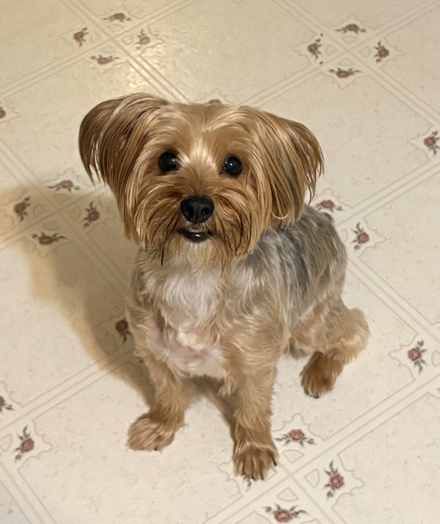Enlarge Coco, a Adopted Yorkshire Terrier in Ooltewah, TN image 6/6