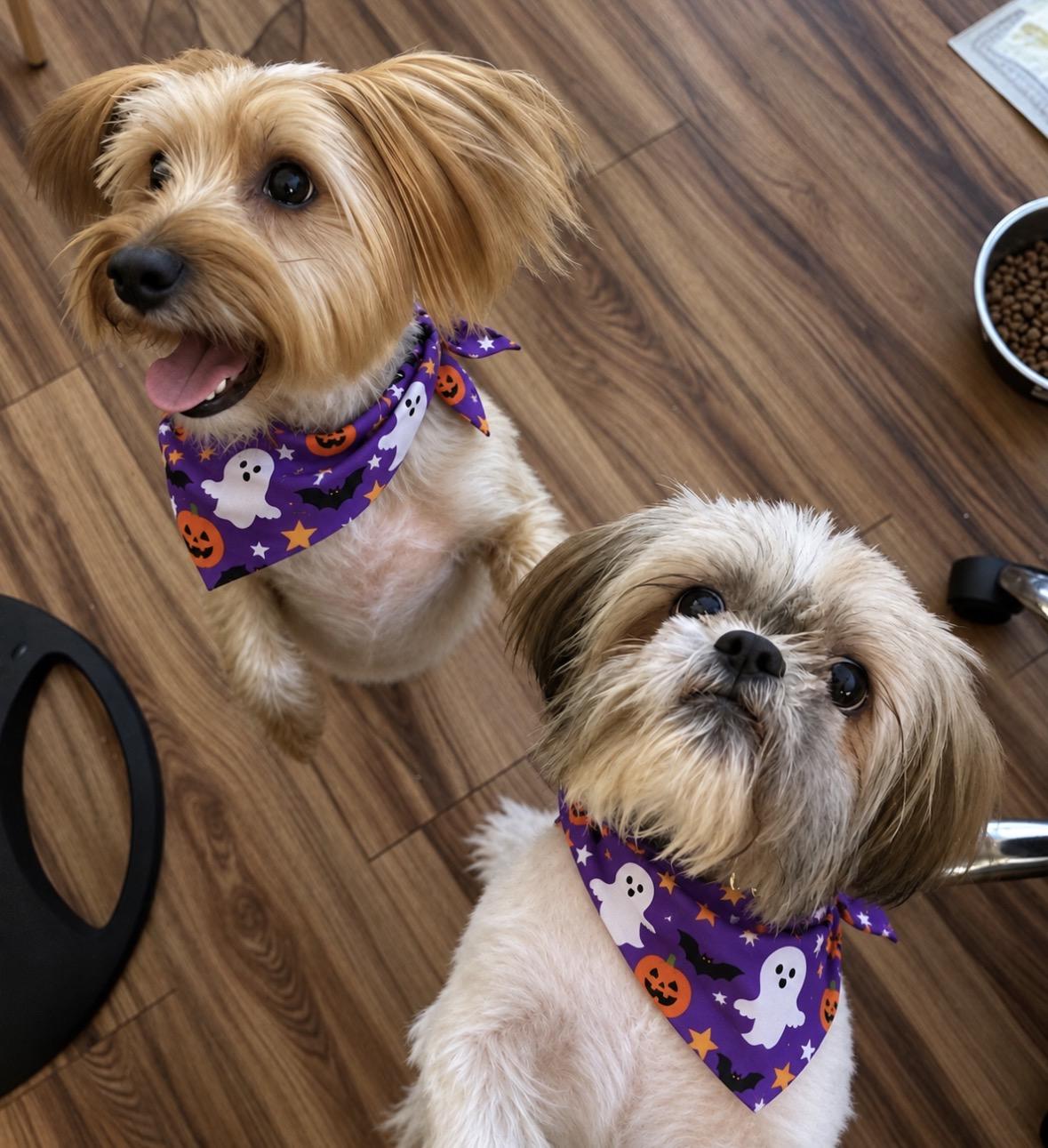 Enlarge Coco, a Adopted Yorkshire Terrier in Ooltewah, TN image 5/6