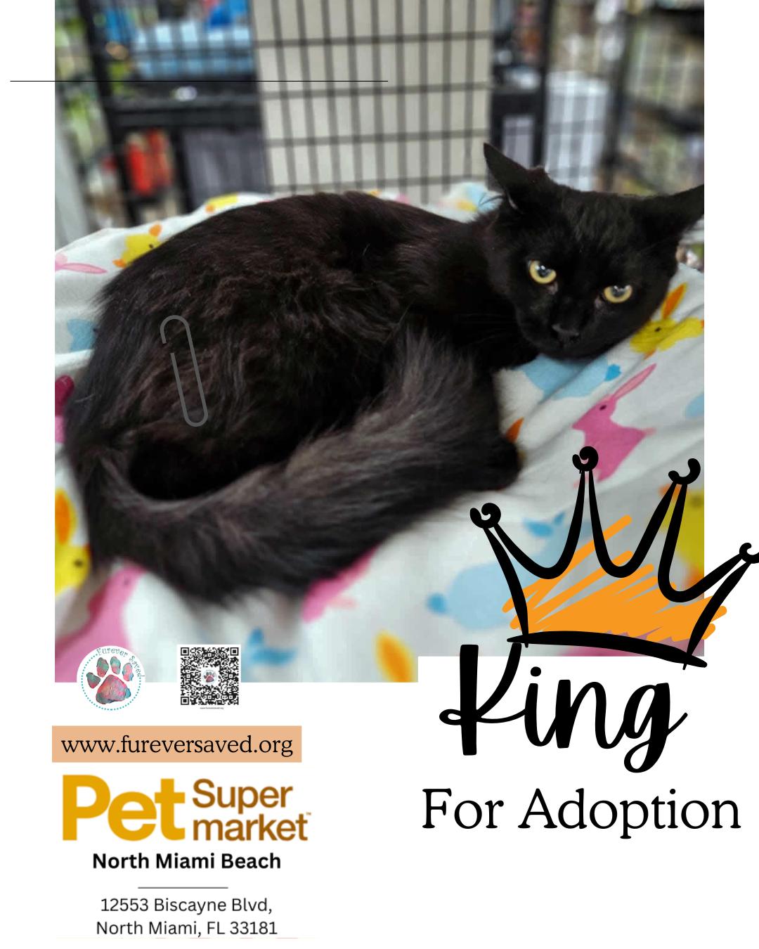 King, a ADOPTABLE Domestic Medium Hair in Miami, FL image 2/4