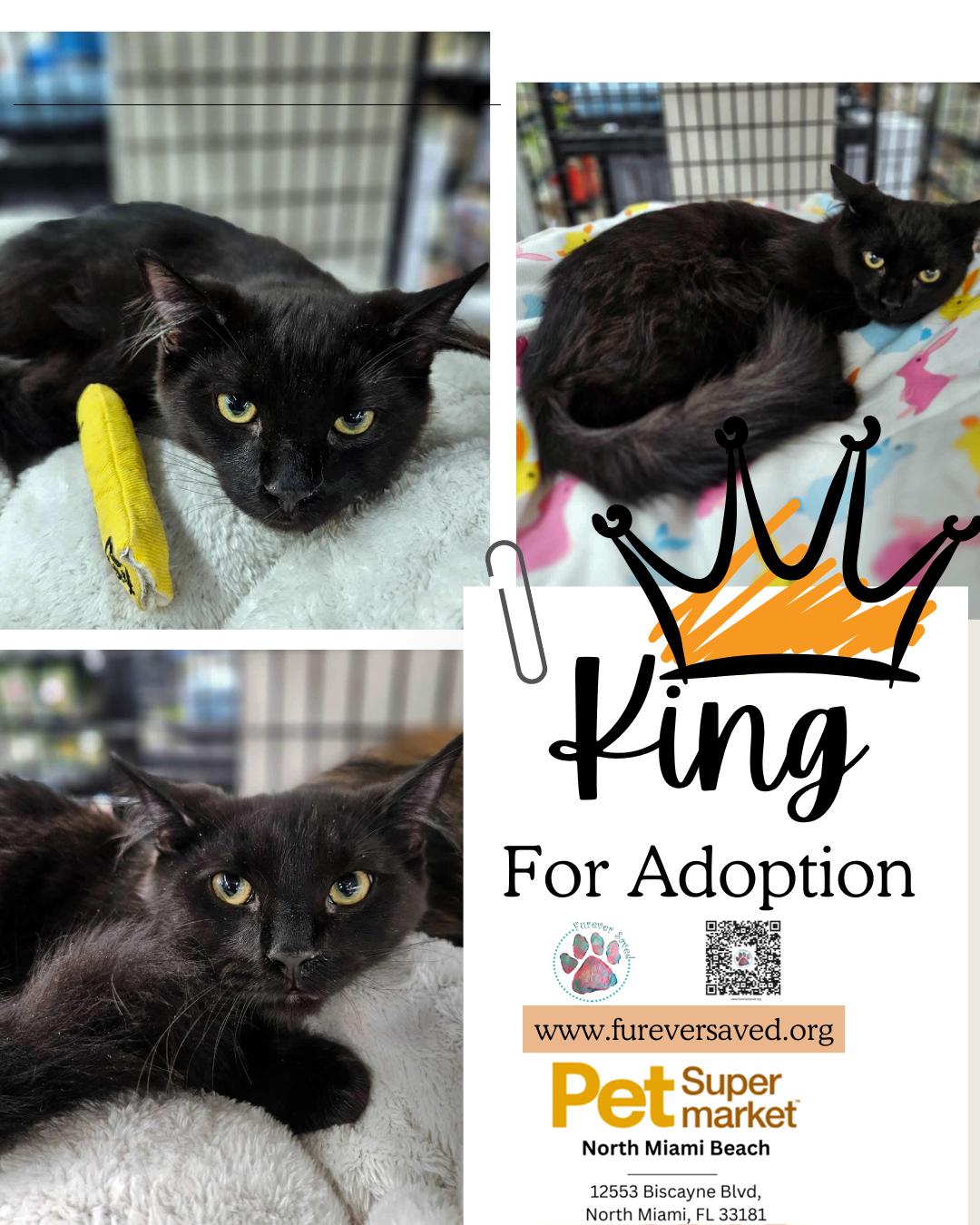 King, a ADOPTABLE Domestic Medium Hair in Miami, FL image 1/4