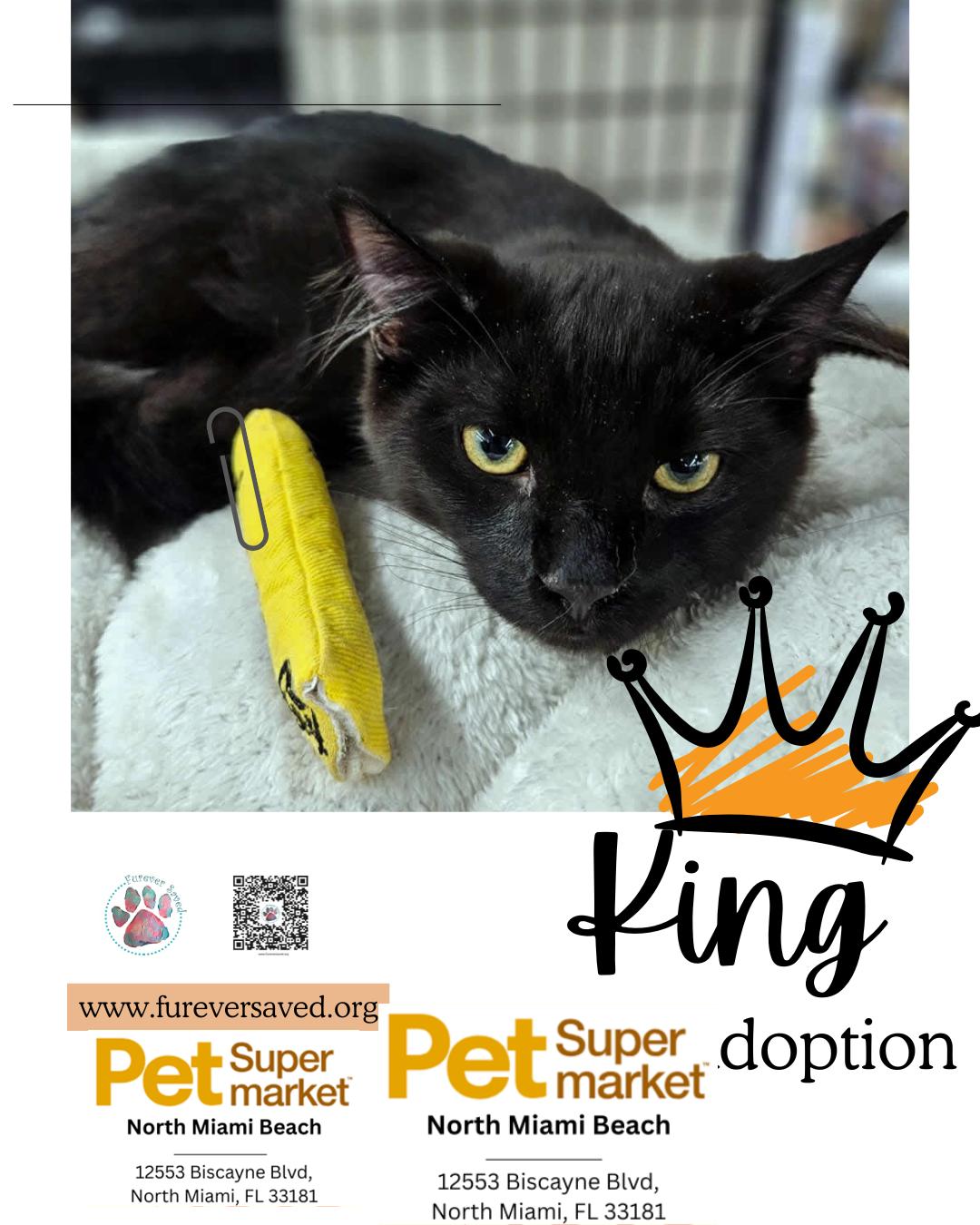 King, a ADOPTABLE Domestic Medium Hair in Miami, FL image 3/4