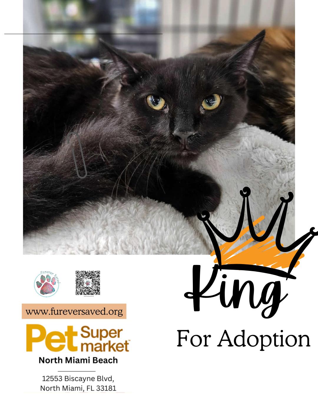 King, a ADOPTABLE Domestic Medium Hair in Miami, FL image 4/4