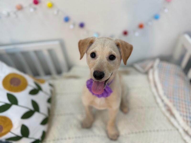 Vanilla Wafer Cookie