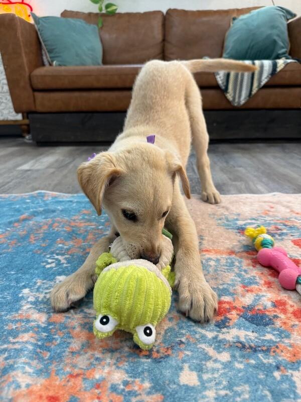 Vanilla Wafer Cookie — thumbnail 5