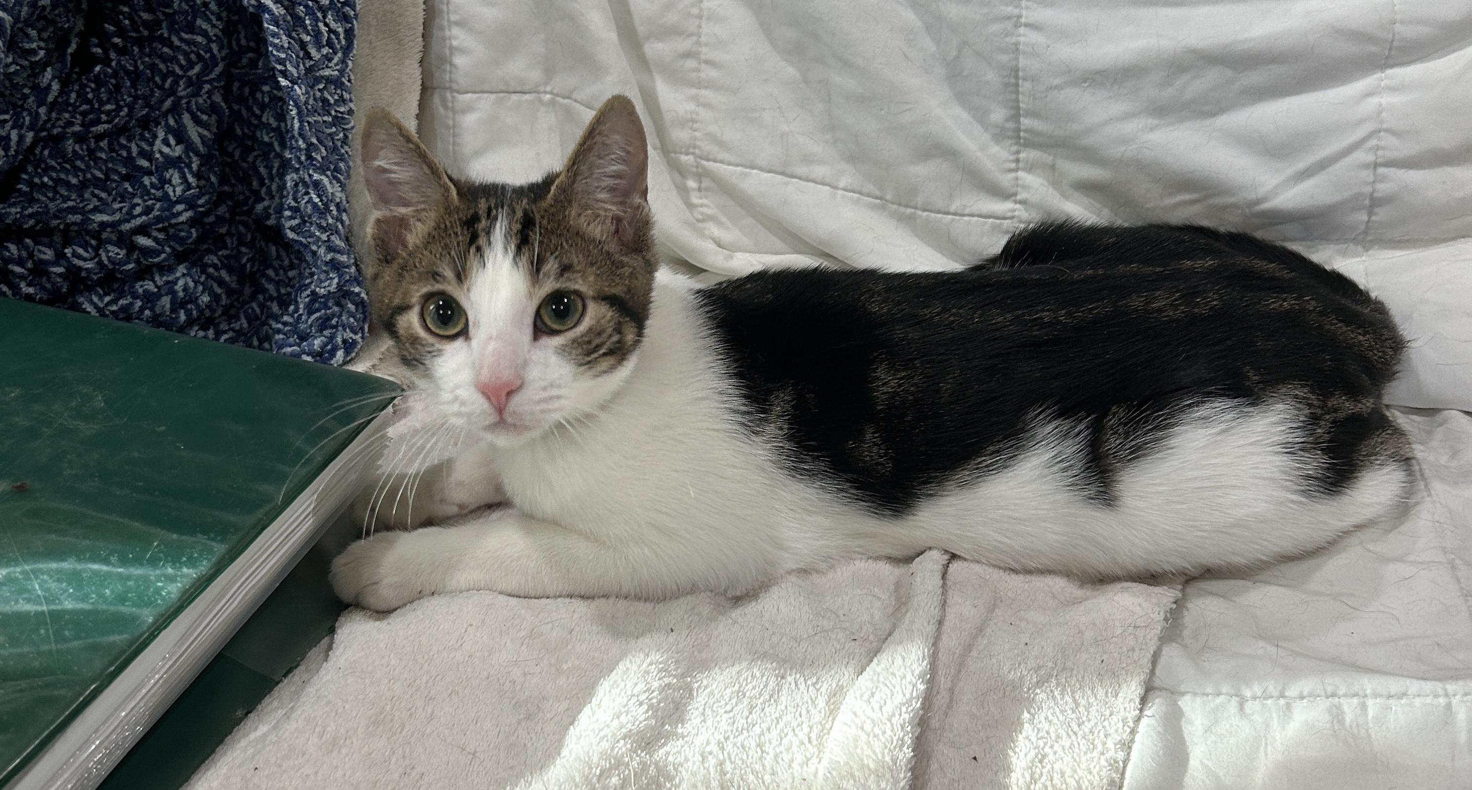 Declan, Adoptable, Young Male Domestic Short Hair.