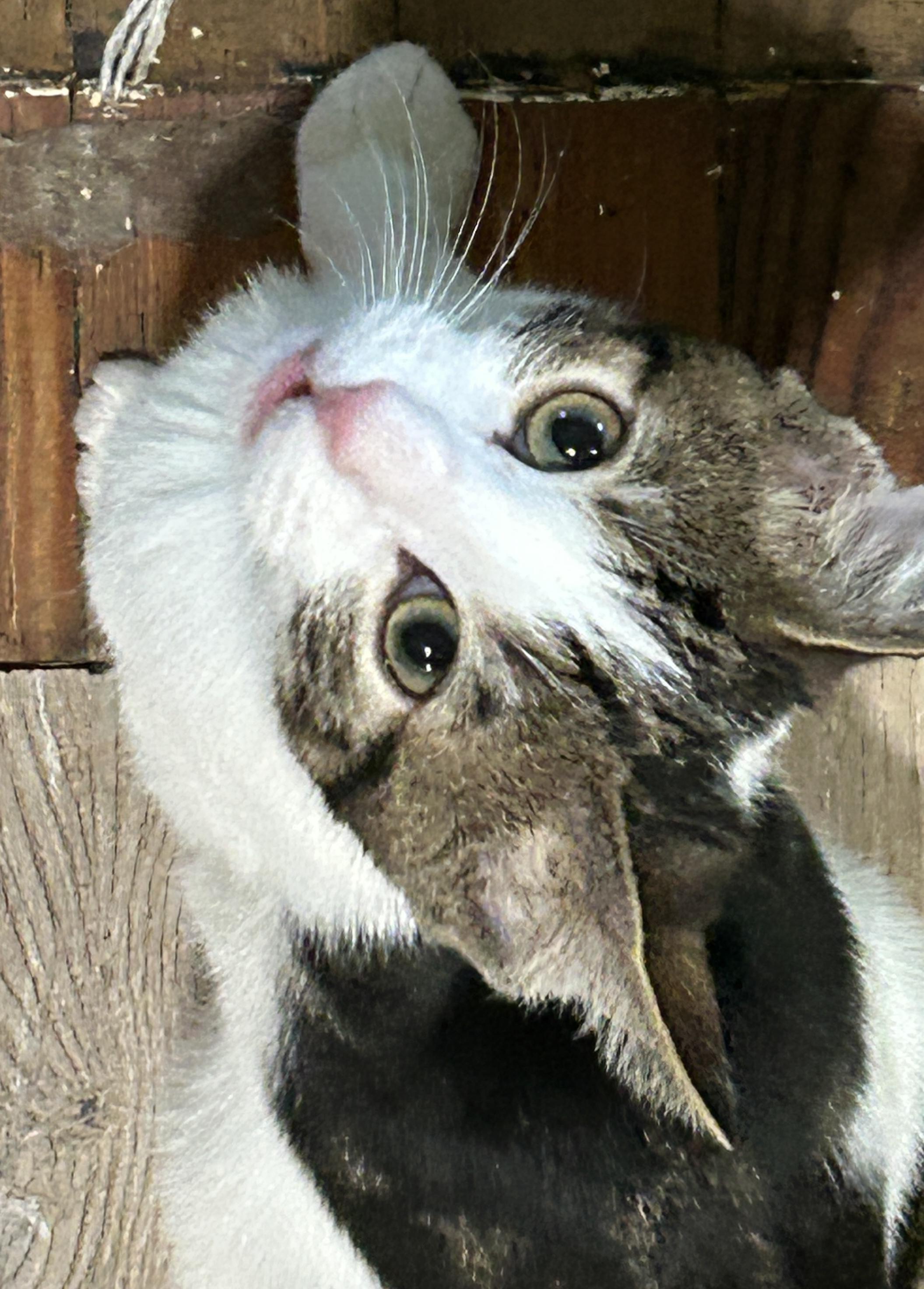 Enlarge Declan, a Adoptable mixed breed in Havertown, PA image 4/6