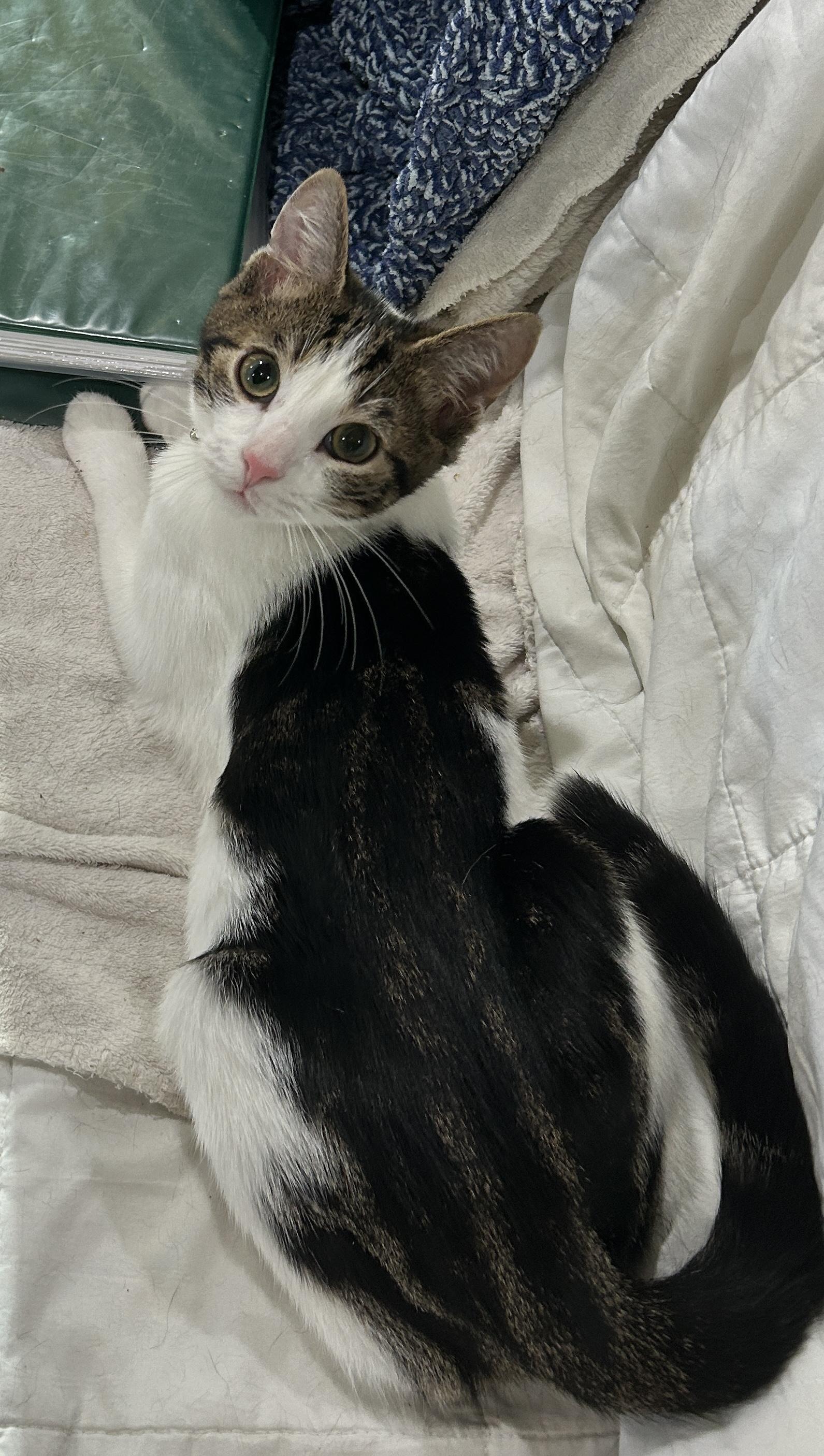 Enlarge Declan, a Adoptable mixed breed in Havertown, PA image 6/6