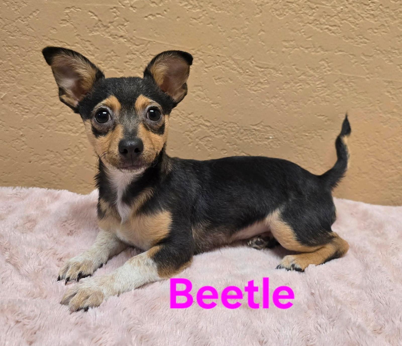 Enlarge Beetle, a Adoptable mixed breed in Modesto, CA image 1/1