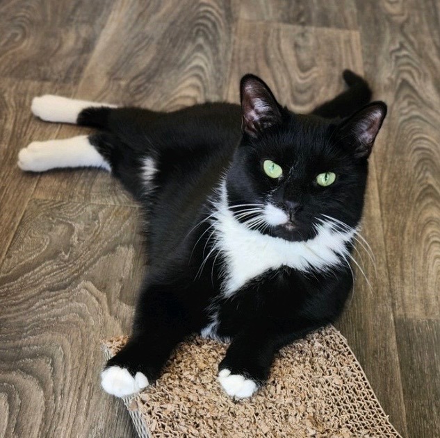 Barnabas, adoptable, Kitten Male Domestic Short Hair.