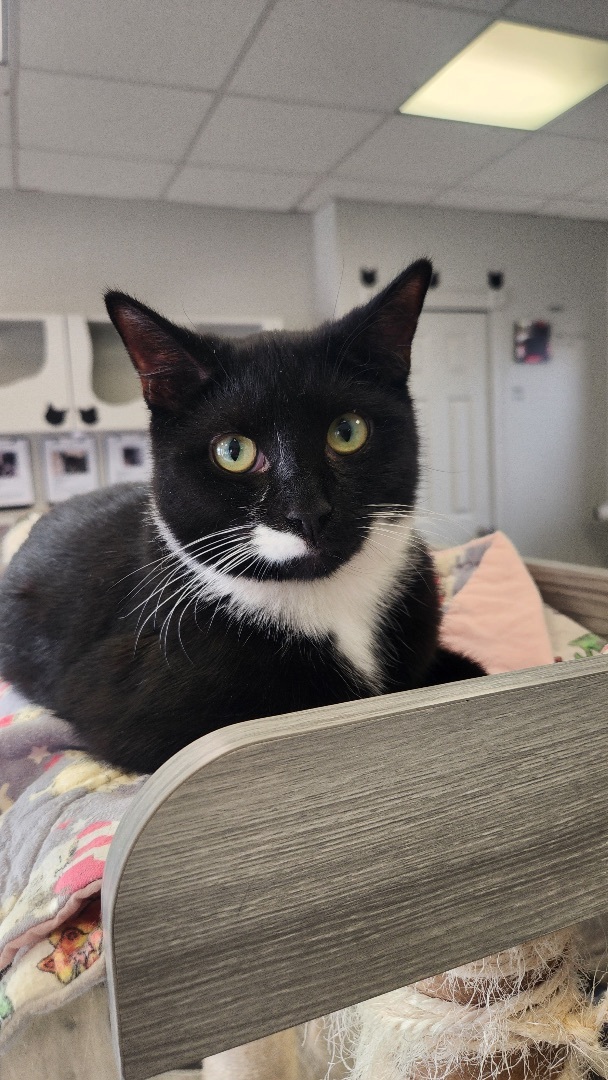 Enlarge Barnabas, an adoptable Domestic Short Hair in Colonia, NJ image 2/11