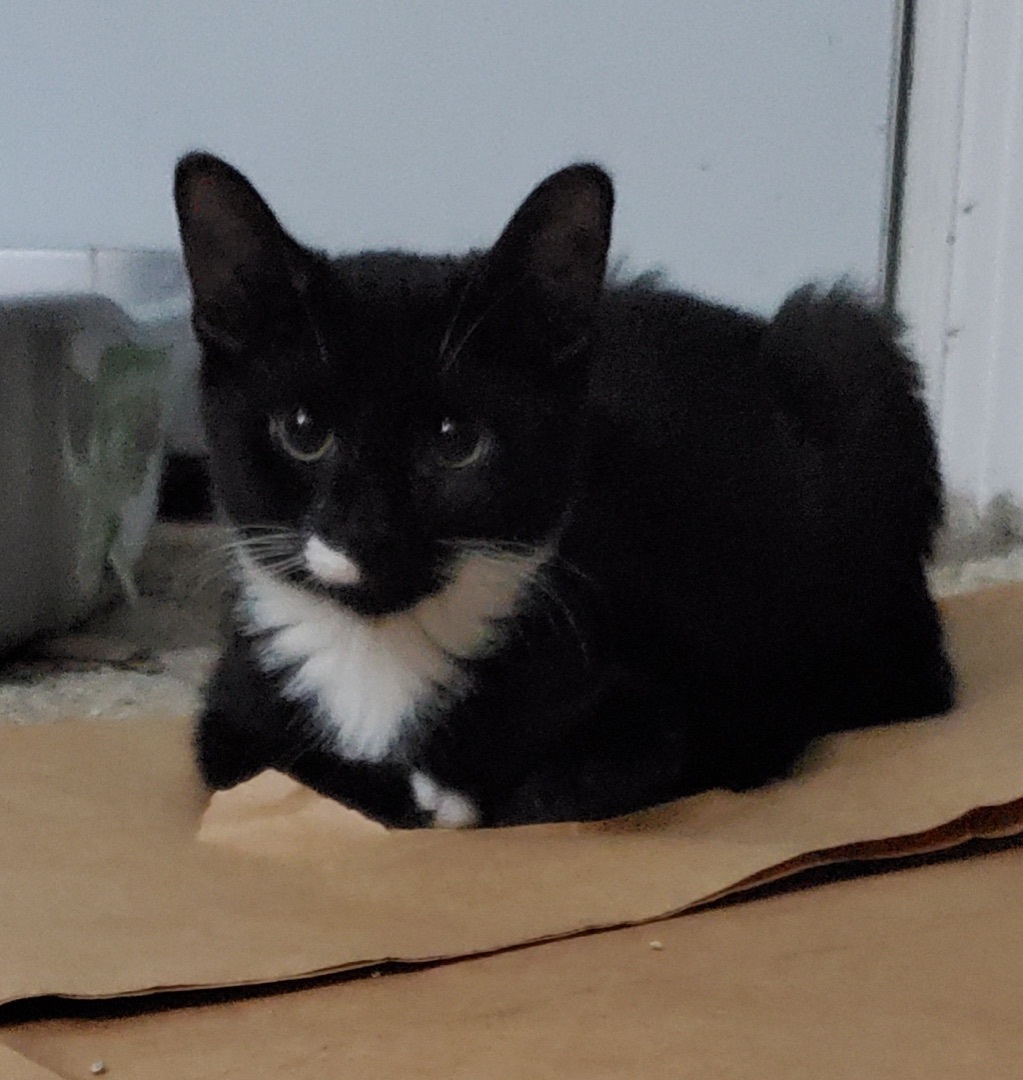 Enlarge Barnabas, an adoptable Domestic Short Hair in Colonia, NJ image 3/11