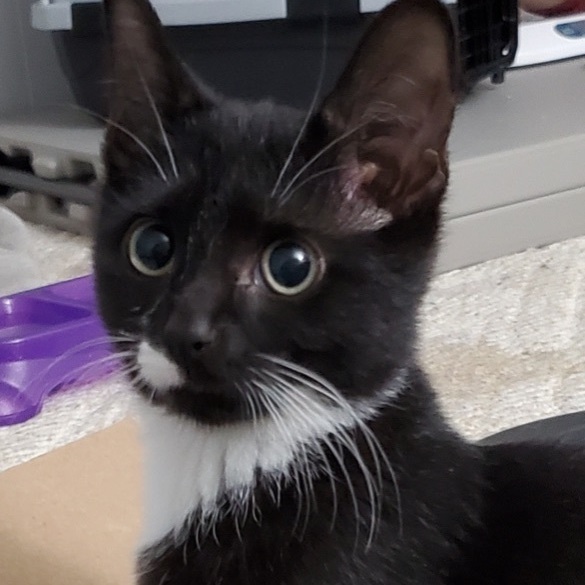 Enlarge Barnabas, an adoptable Domestic Short Hair in Colonia, NJ image 4/11