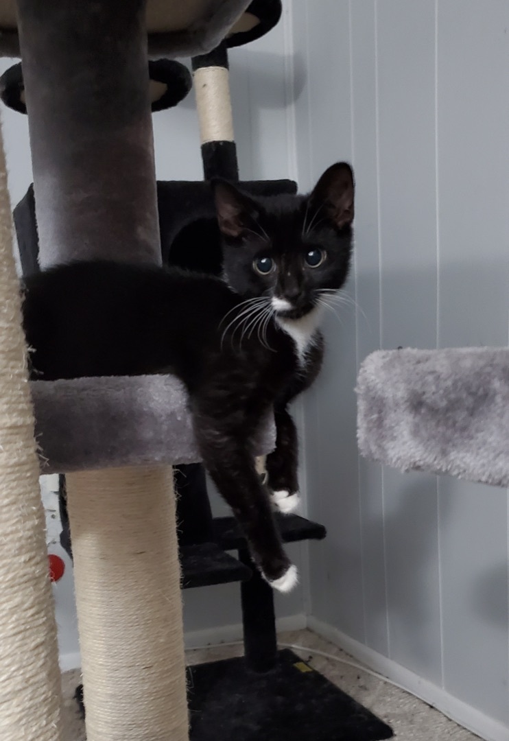 Enlarge Barnabas, an adoptable Domestic Short Hair in Colonia, NJ image 5/11