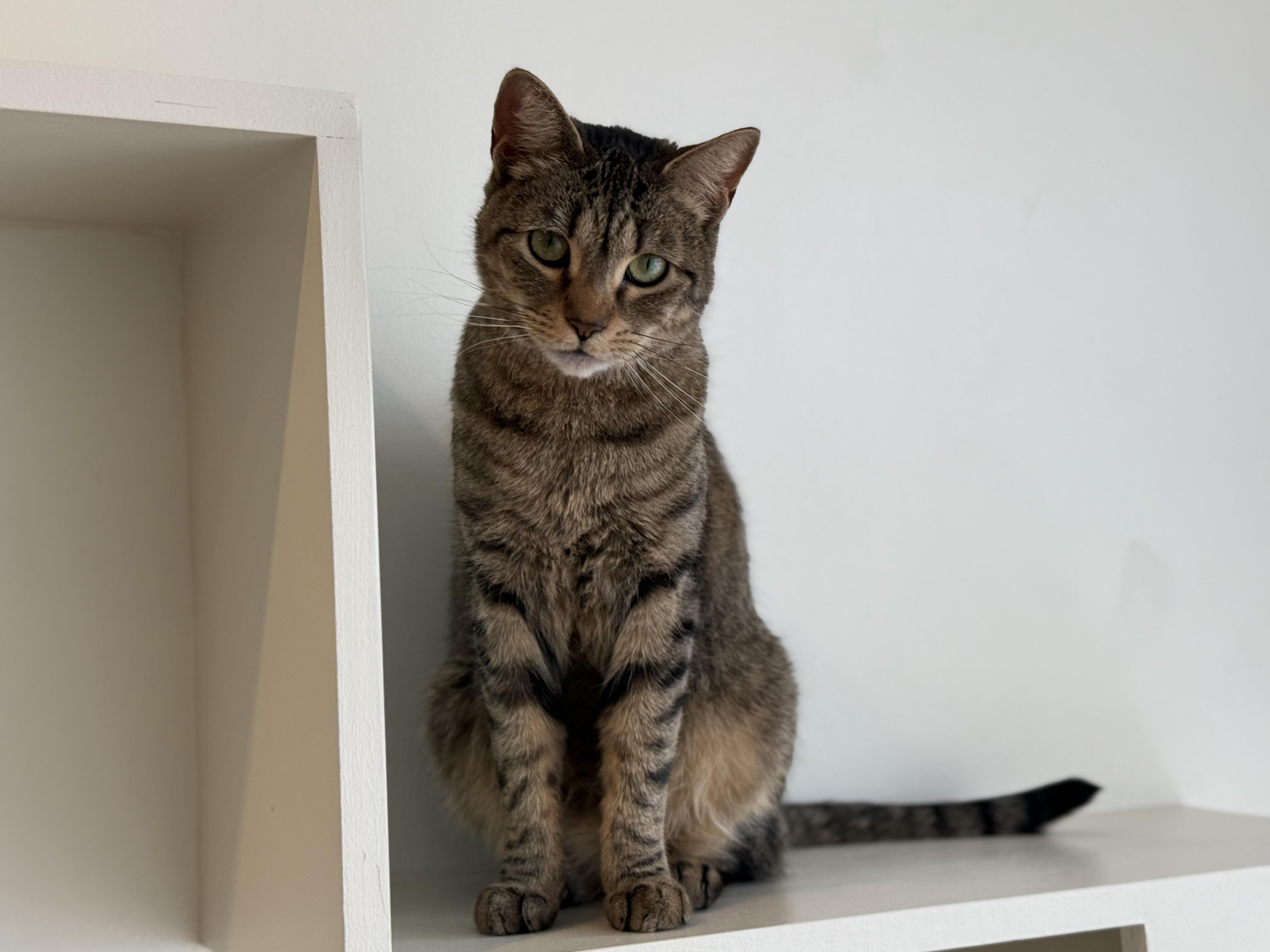 Enlarge Zinnia, a Adoptable Domestic Short Hair in Old Saybrook, CT image 4/6