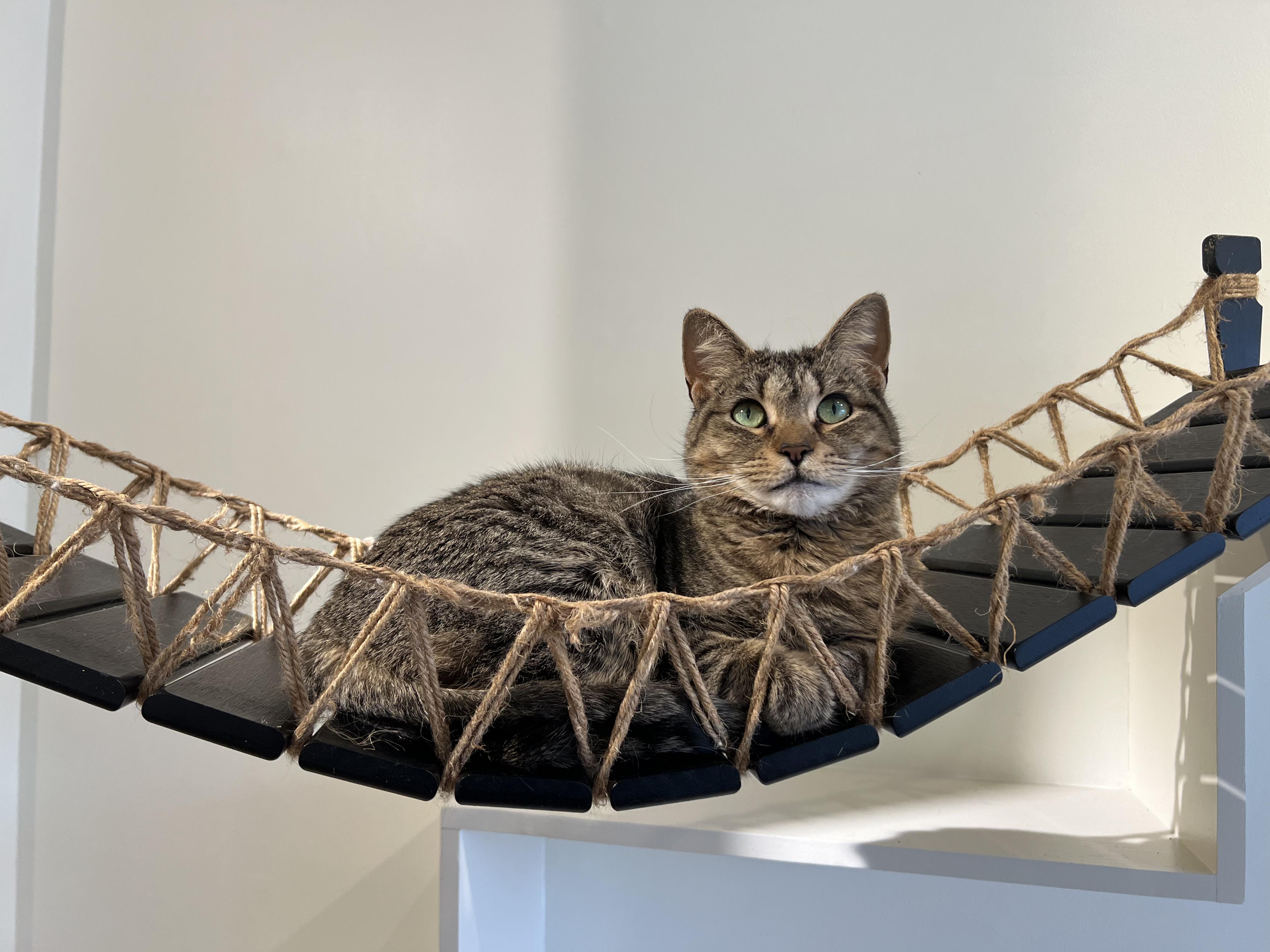 Zinnia, a Adoptable Domestic Short Hair in Old Saybrook, CT image 1/6