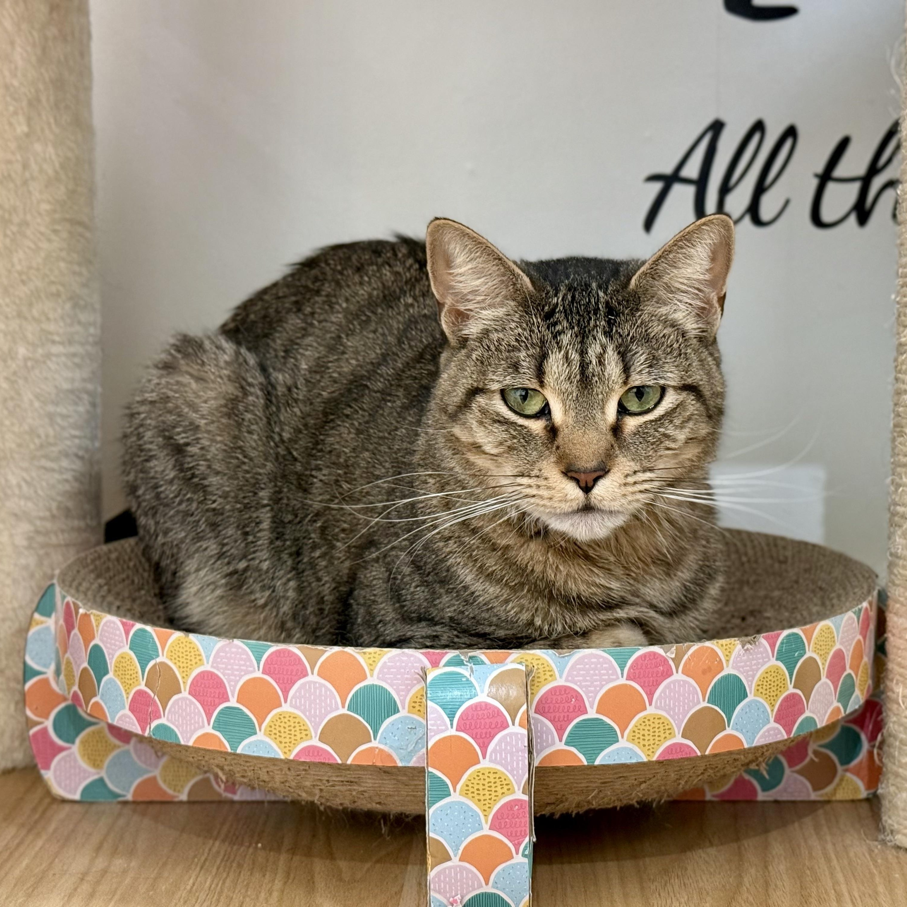 Enlarge Zinnia, a Adoptable Domestic Short Hair in Old Saybrook, CT image 5/6