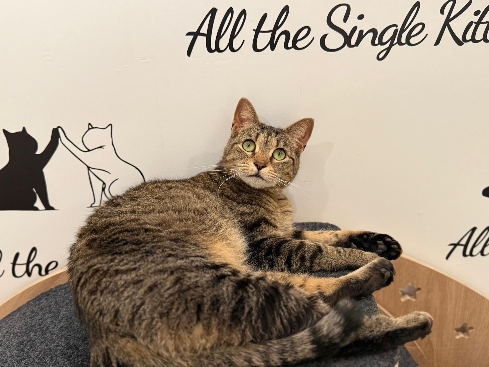 Enlarge Zinnia, a Adoptable Domestic Short Hair in Old Saybrook, CT image 1/6