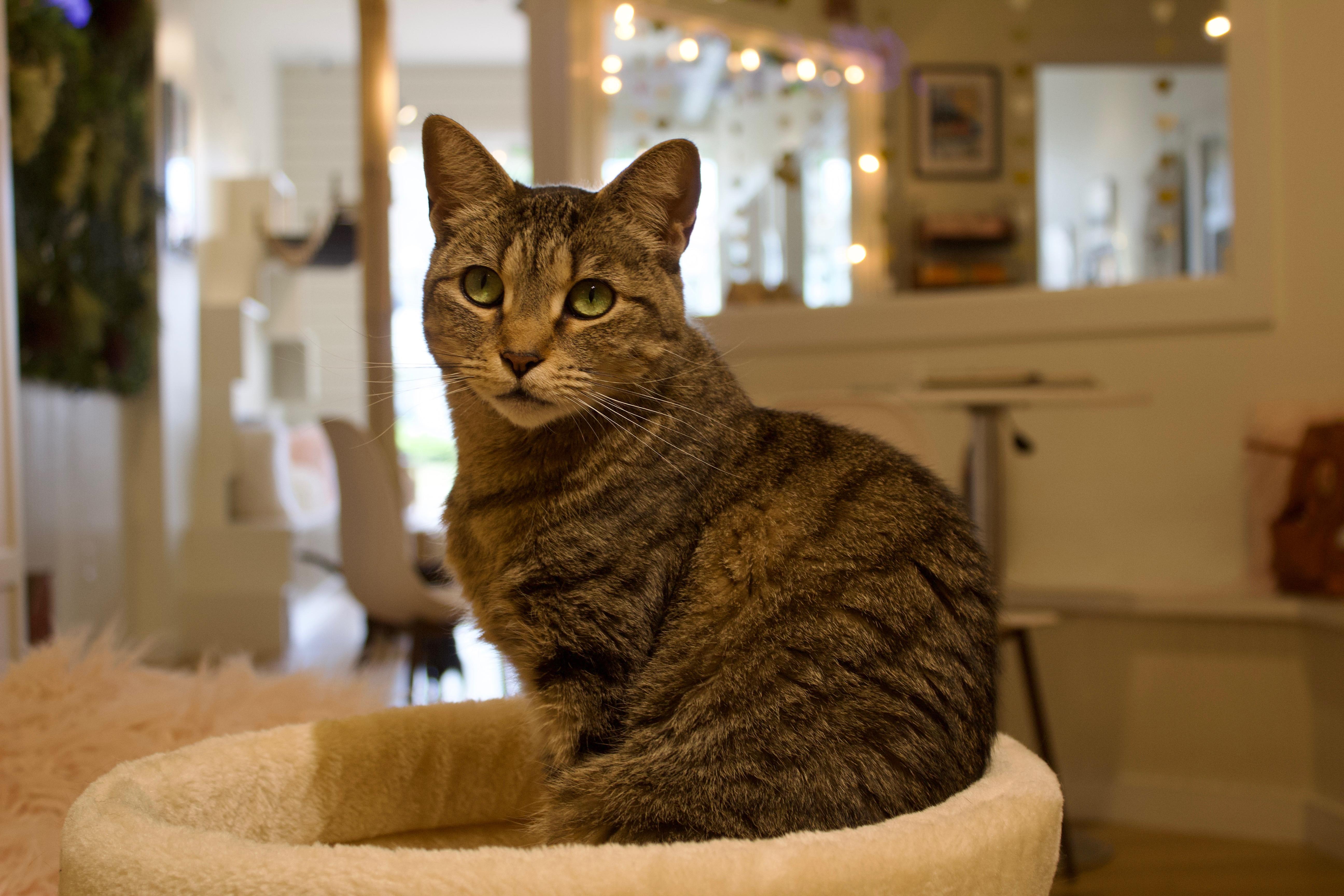 Zinnia, a Adoptable Domestic Short Hair in Old Saybrook, CT image 2/6