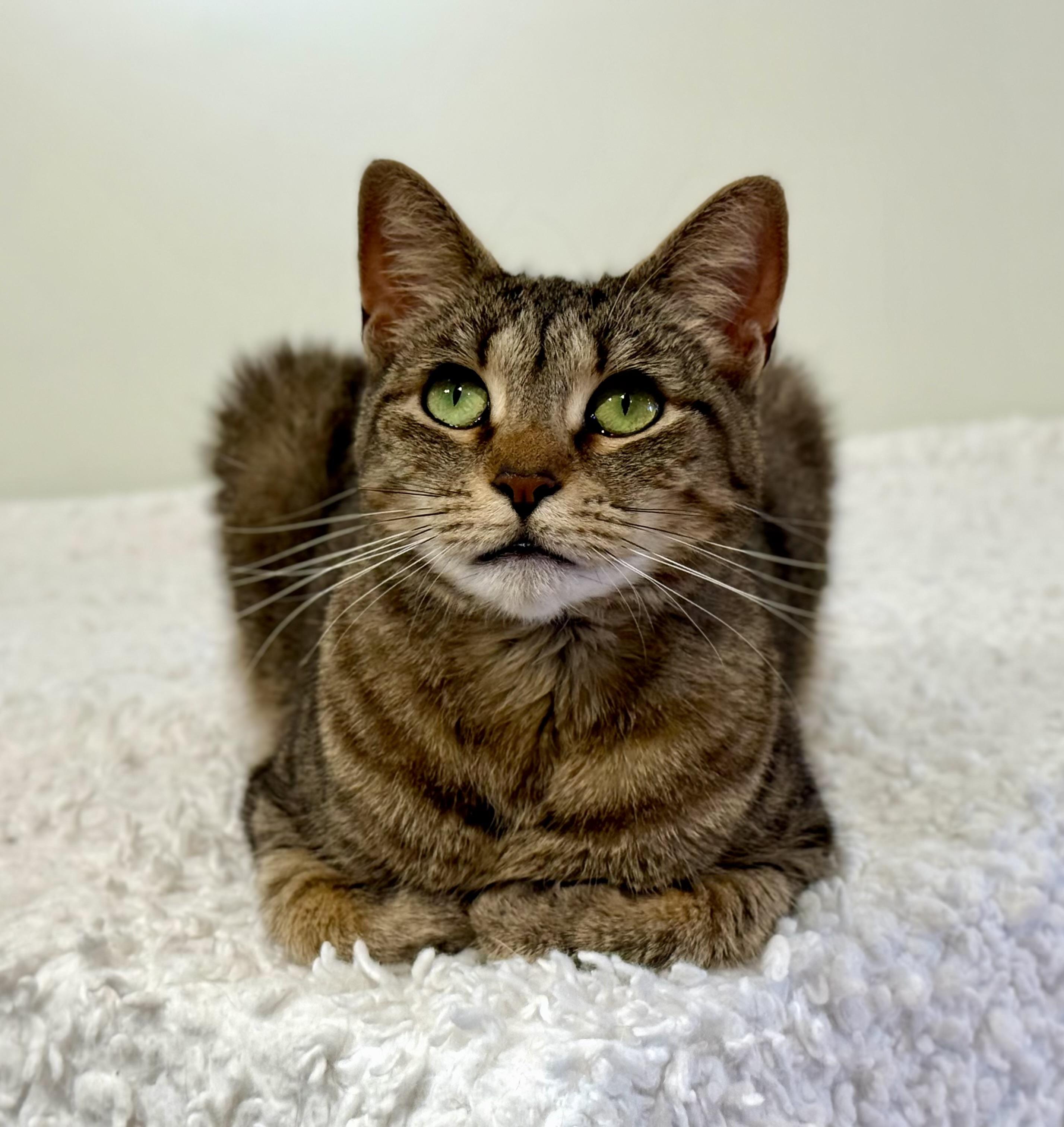 Zinnia, Adopted, Adult Female Domestic Short Hair.